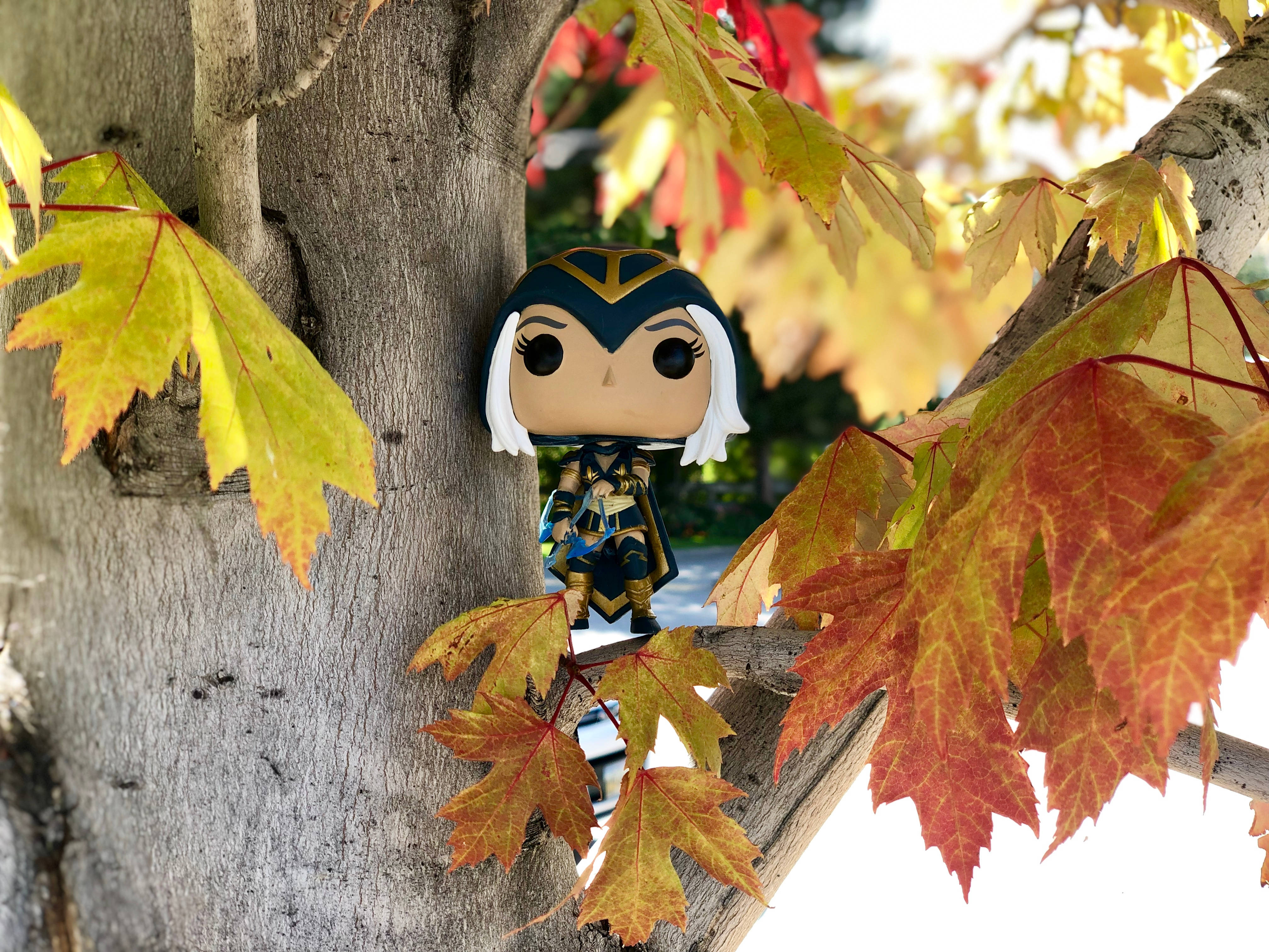 Funko Pop 桌布 壁紙 — 一個白髮戰士的Funko Pop!人偶棲息在樹枝上，周圍是鮮豔的秋季楓葉。