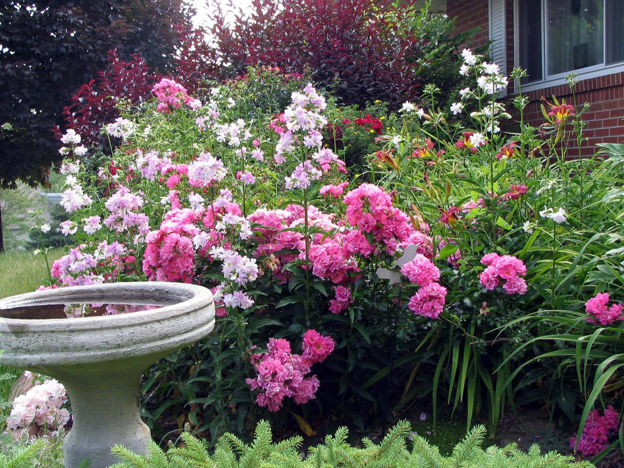 Garden Roses 桌布 壁紙 — 一個石製鳥浴盆放在一個茂盛的花園前，花園裡開滿了粉紅色、白色和紅色的花朵，在柔和的光線下。