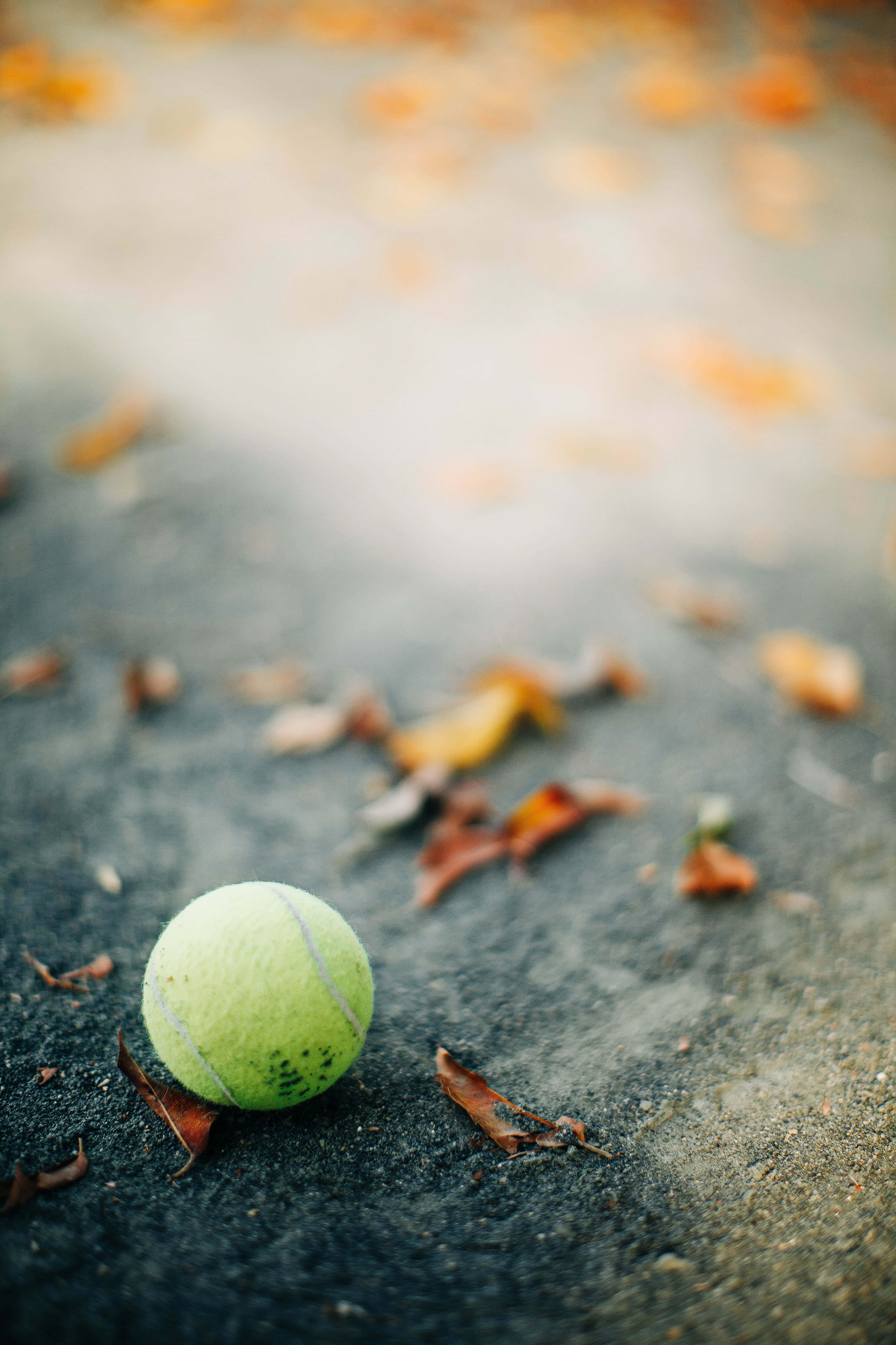 Tennis Ball 桌布 壁紙 — 一個磨損的綠色網球躺在深色路面上，周圍散落著秋天的落葉。