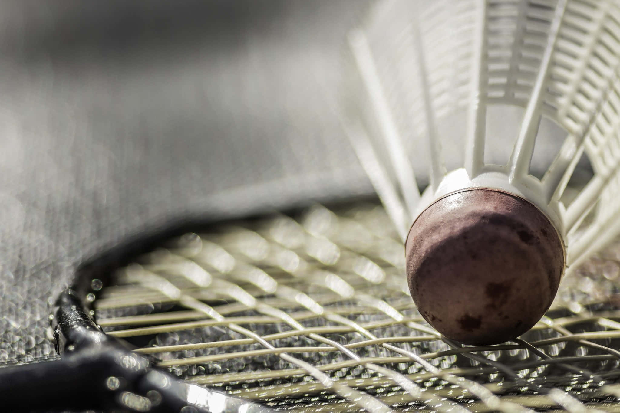 Badminton 桌布 壁紙 — 一個磨損的羽毛球停在羽毛球拍線上的特寫，景深較淺。