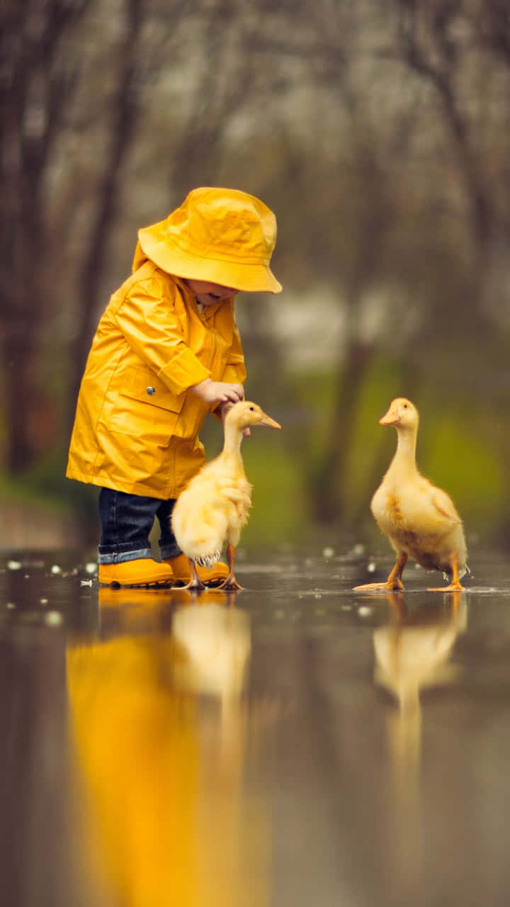 Yellow Raincoat 桌布 壁紙 — 一個穿著亮黃色雨衣的小孩在潮濕且反光的小徑上輕輕撫摸一隻小鴨，附近還有另一隻小鴨。