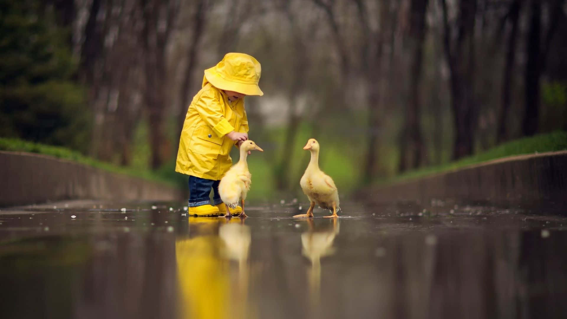 Cute Duck 桌布 壁紙 — 一個穿著亮黃色雨衣的小孩在潮濕的公園小徑上輕輕撫摸小鴨，周圍樹木環繞。