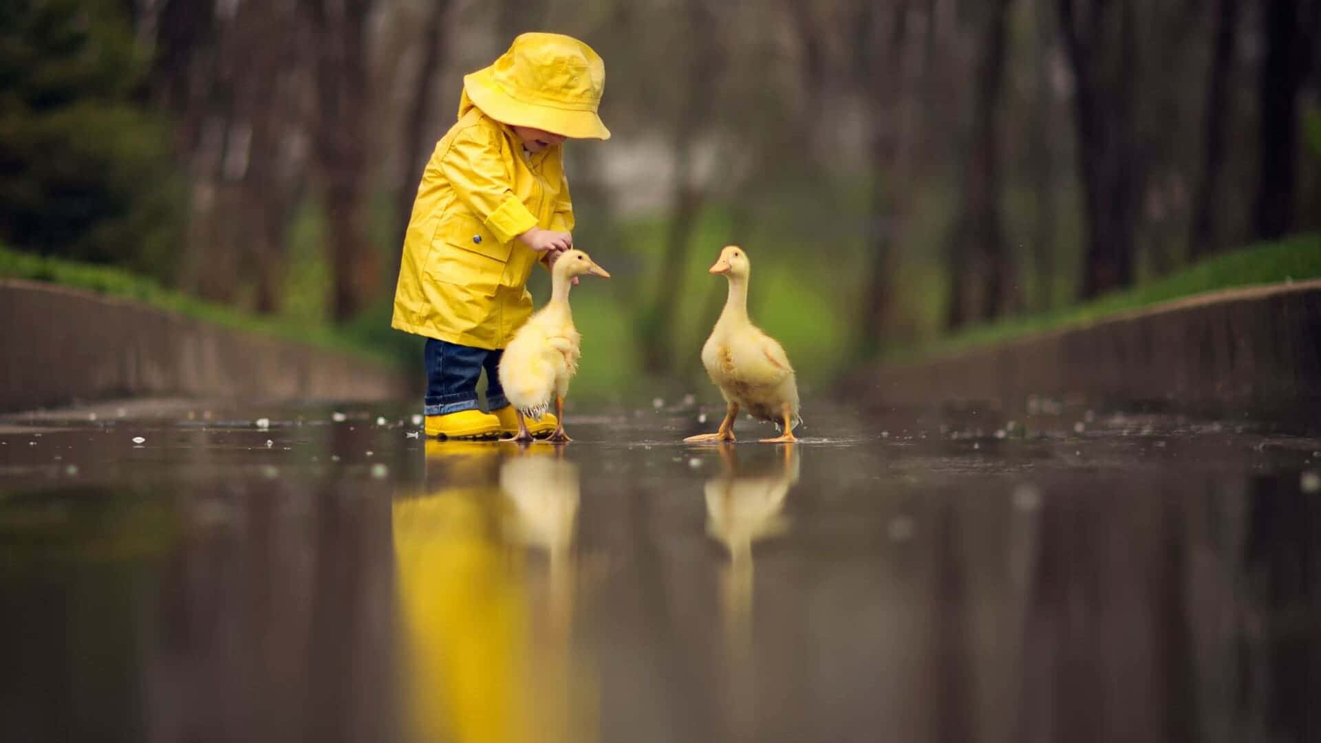 Cute Duck 桌布 壁紙 — 一個穿著亮黃色雨衣的小孩在濕漉漉的反射小徑上輕輕撫摸一隻鴨子，周圍是模糊的樹木。