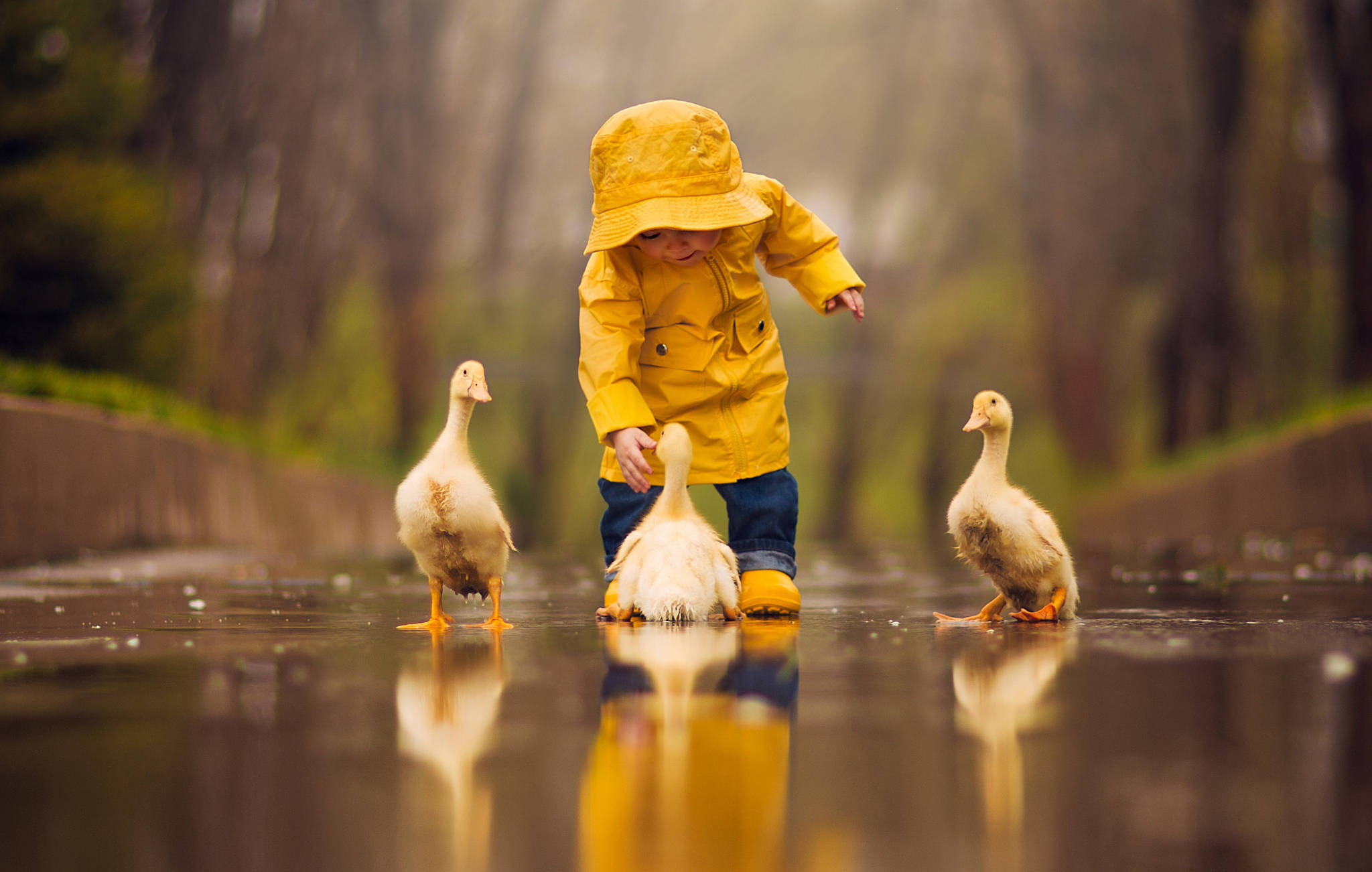 小孩動圖 桌布 壁紙 — 一個穿著亮黃色雨衣的小孩輕輕觸摸一隻小鴨，周圍還有其他小鴨，在濕漉漉的路面上。