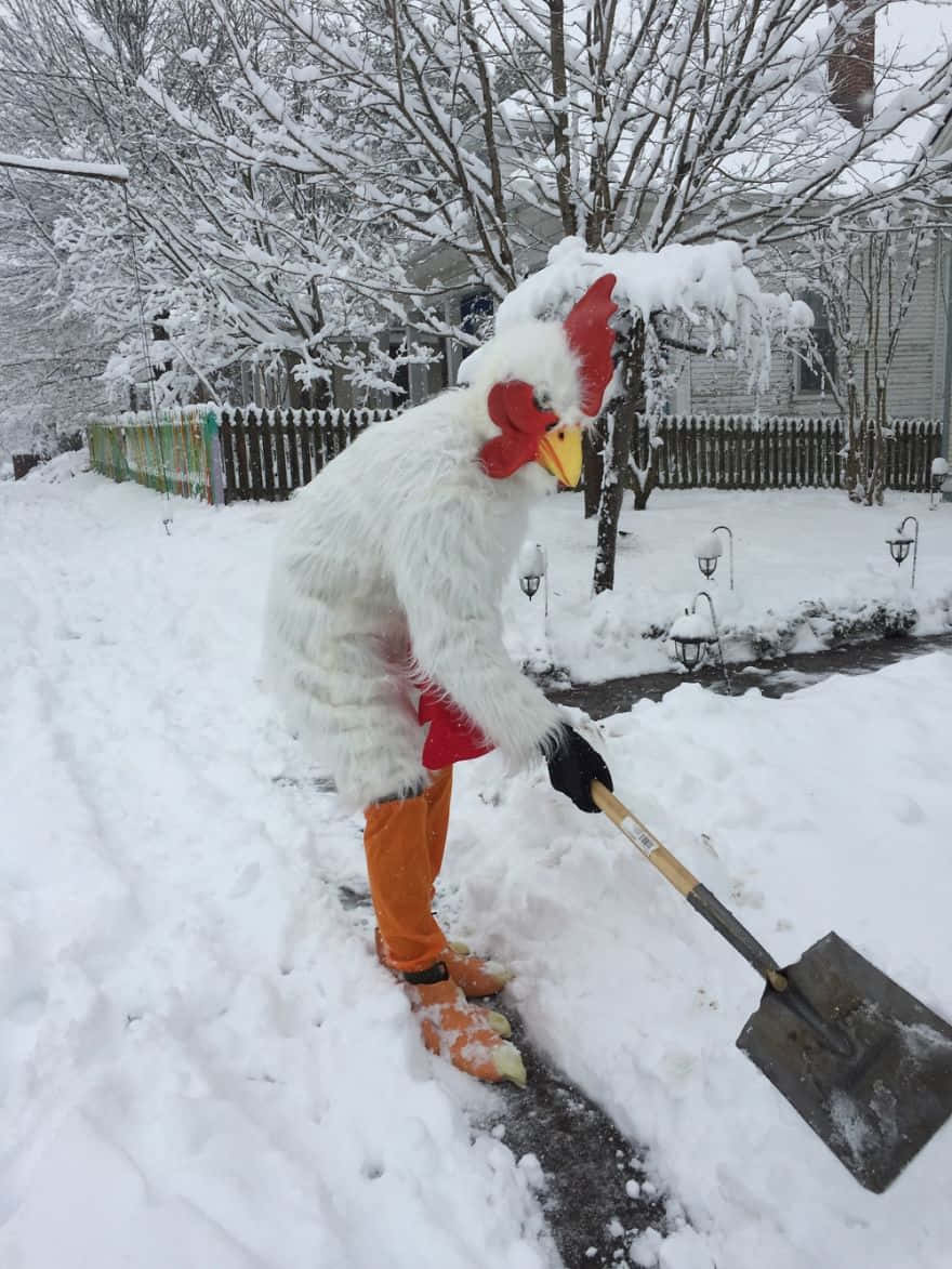 blizzard 桌布 壁紙 — 一個穿著全套雞服裝的人在雪白的冬日從住宅通道鏟雪。