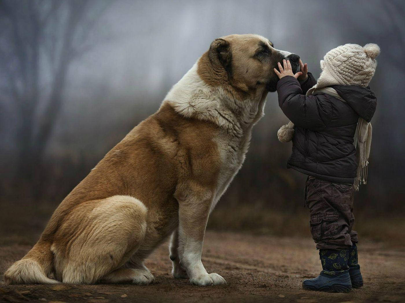 Big Dog 桌布 壁紙 — 一個穿著冬天裝備的小孩在迷霧森林中輕輕觸摸一隻大型毛茸茸的狗的臉。