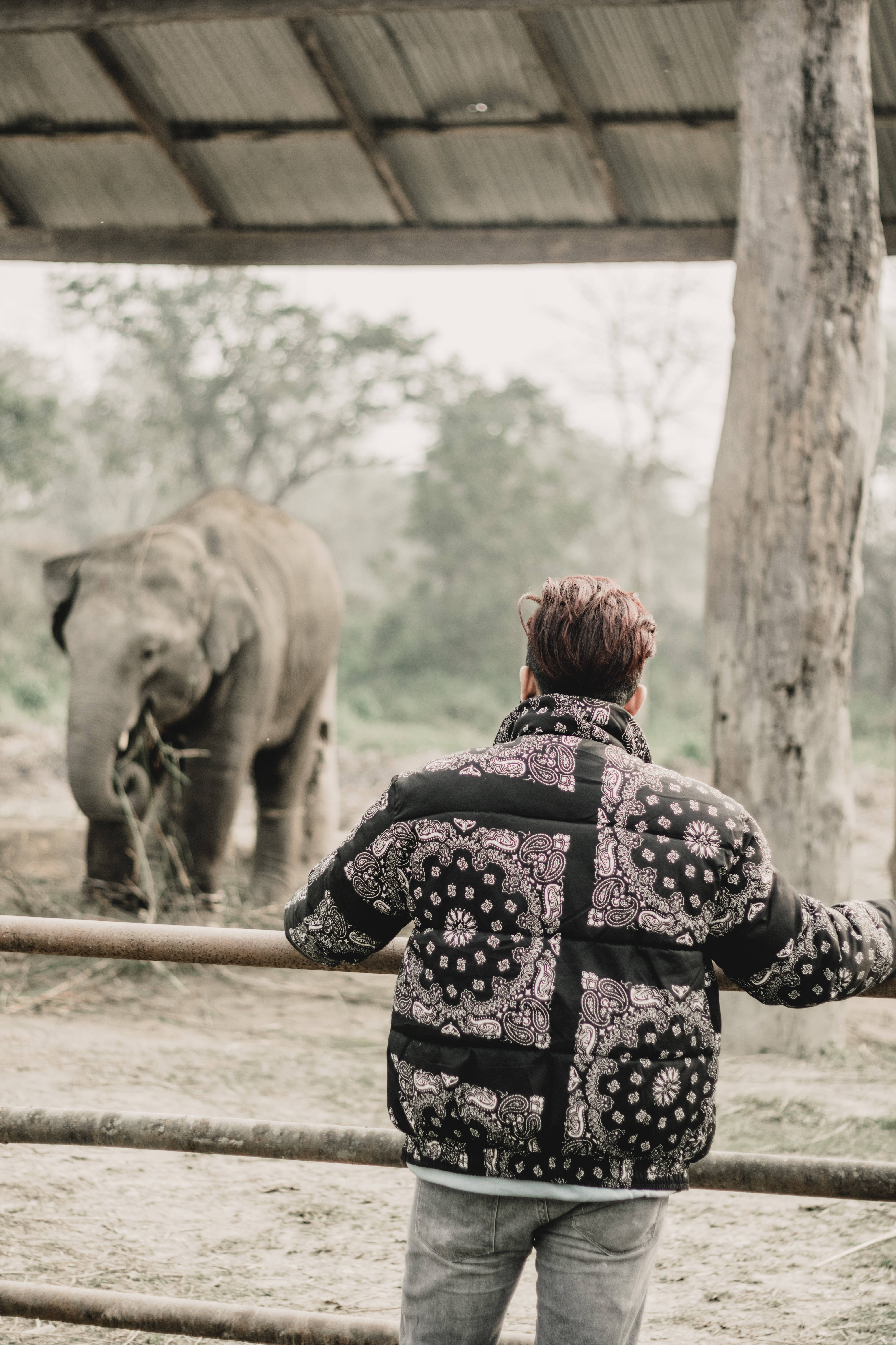 Elephant iPhone 桌布 壁紙 — 一個穿著圖案外套的人透過圍欄觀看霧氣籠罩的戶外圍場中的大象。