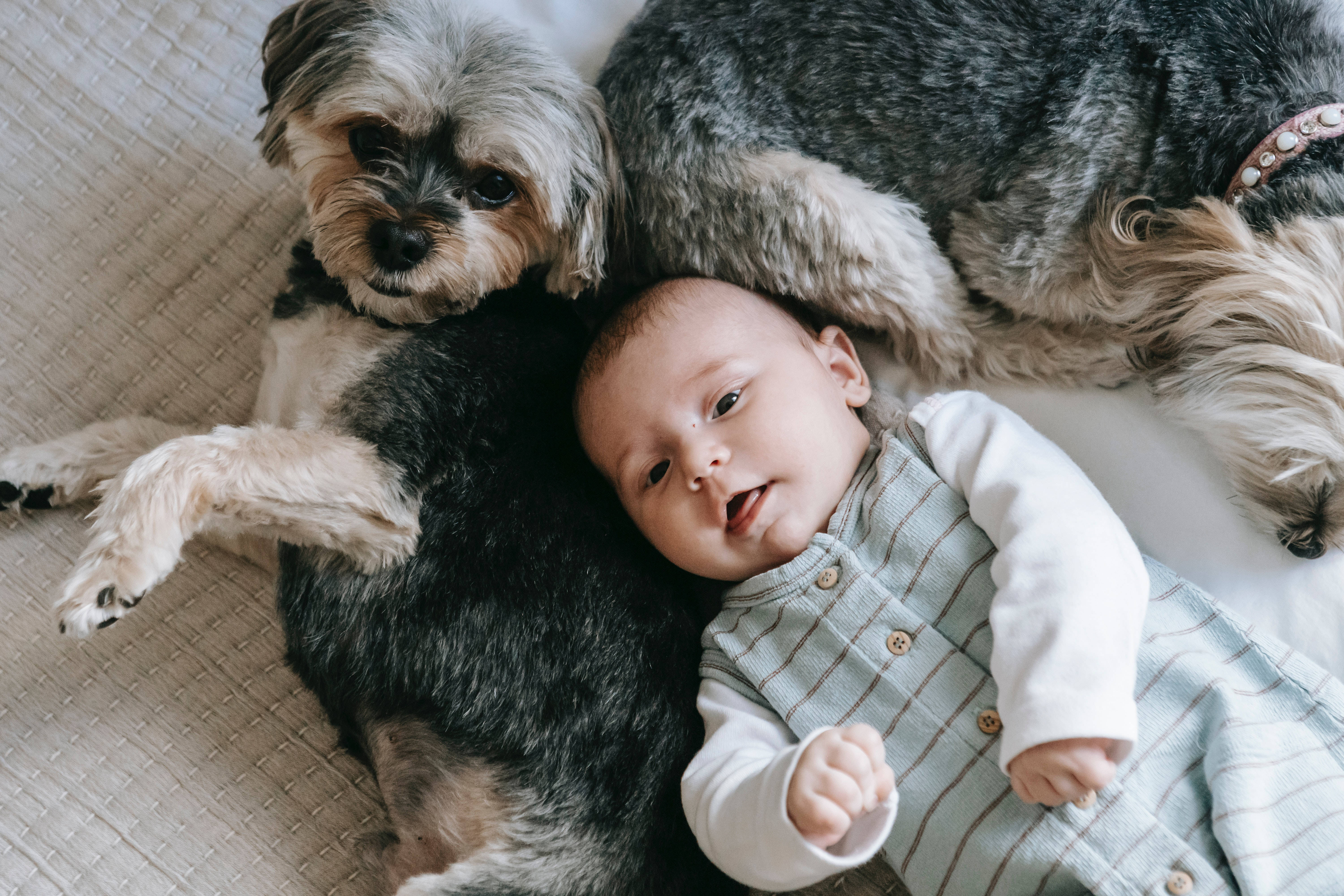 Very Cute Baby 桌布 壁紙 — 一個穿著條紋連身衣的嬰兒躺在有紋理的沙發上，被兩隻毛茸茸的狗圍繞著，安靜地休息。