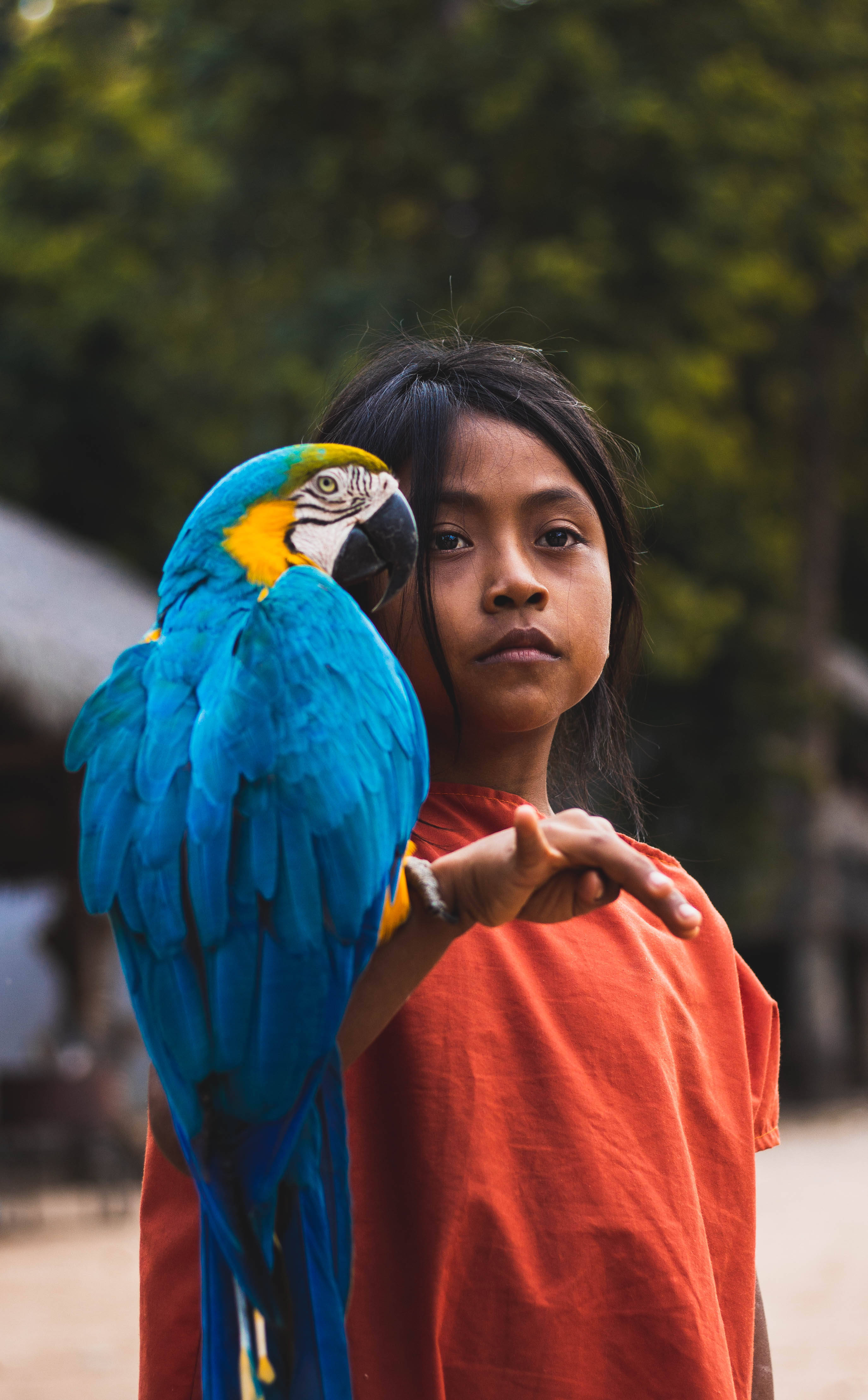 birds 桌布 壁紙 — 一個穿著橙色襯衫的小女孩，在模糊的綠色森林背景下，輕輕地讓一隻鮮豔的藍黃金剛鸚鵡棲息在她手上。