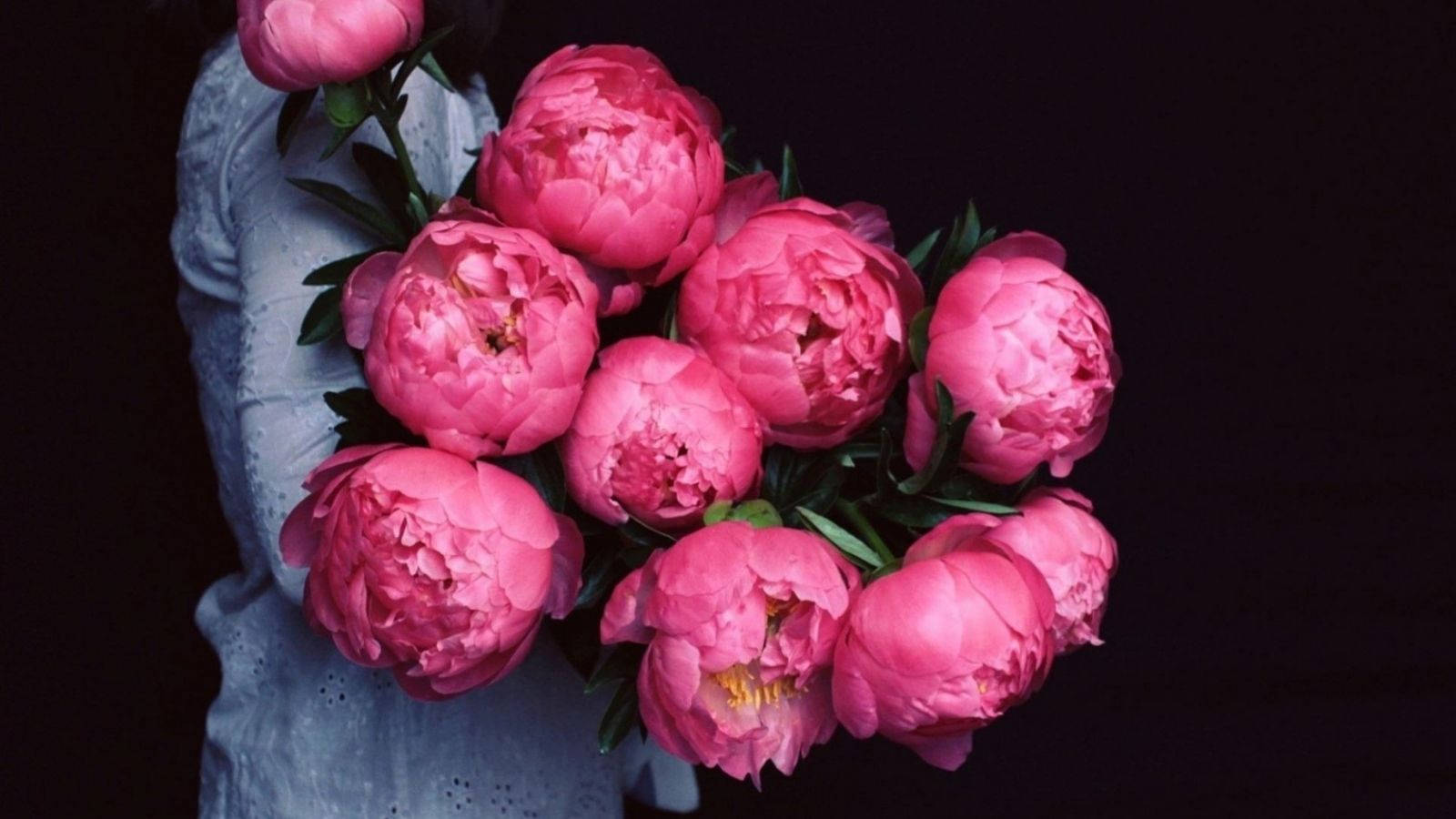 Pink Flower 桌布 壁紙 — 一個穿著淺藍色襯衫的人，在深色背景下拿著一束充滿活力的粉紅色牡丹花。