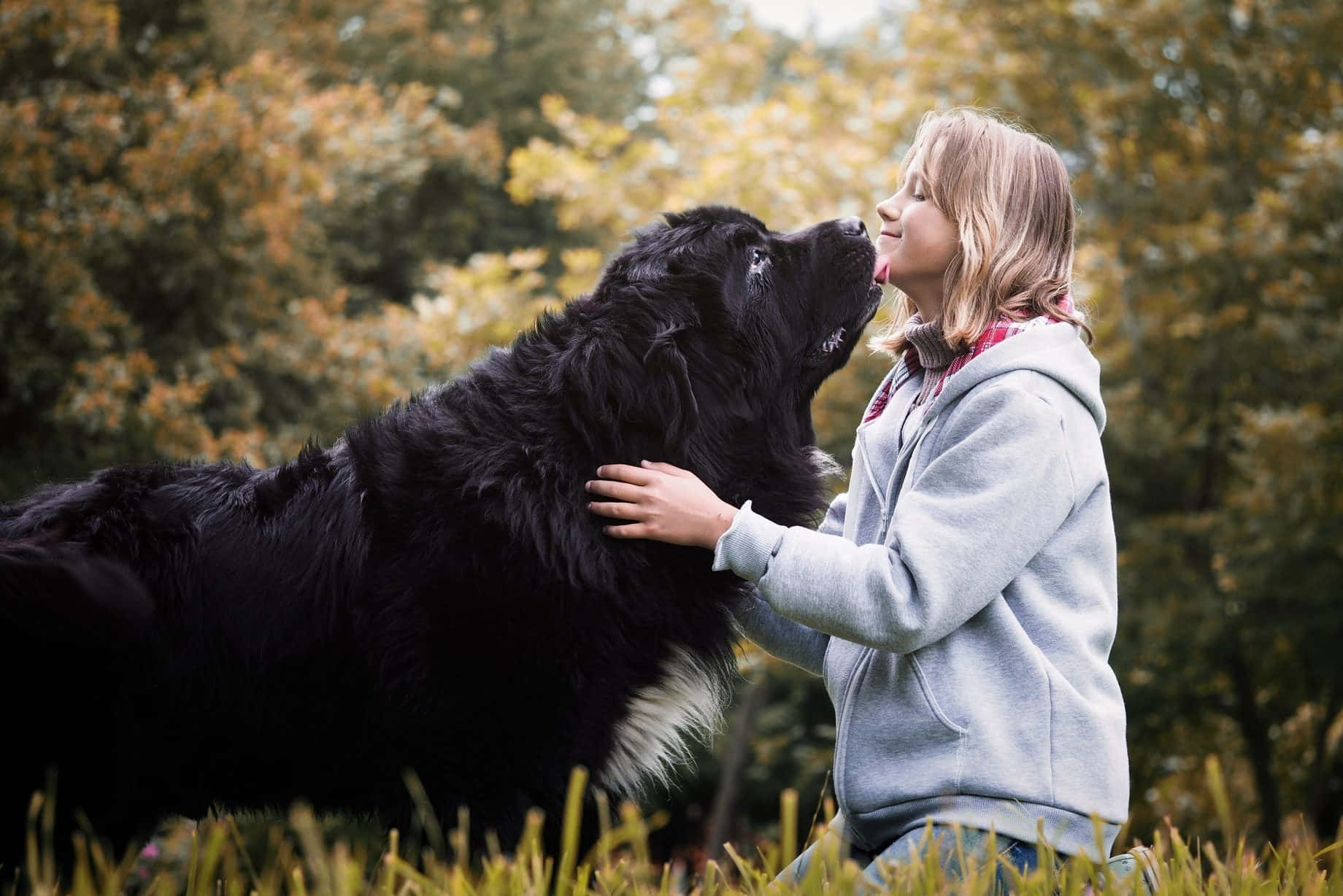 Dogs 桌布 壁紙 — 一個穿著灰色連帽衫的小女孩在陽光明媚的秋日森林中輕輕撫摸一隻大型黑色紐芬蘭犬。