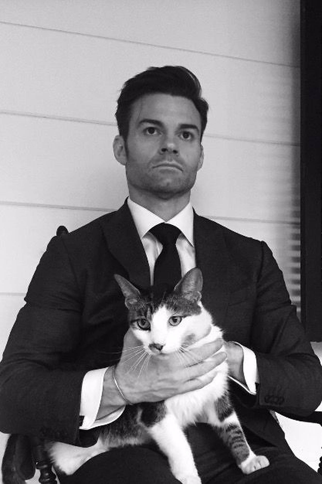 Daniel Gillies 桌布 壁紙 — 一個穿著筆挺西裝的男人，靠著淺色木牆坐著，懷裡抱著一隻平靜的虎斑貓，黑白肖像。