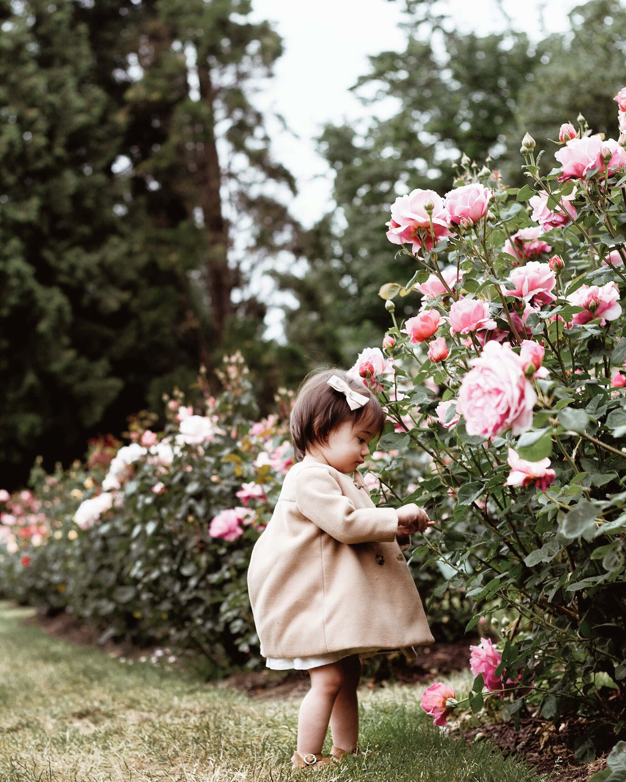 Garden Photography 桌布 壁紙 — 一個穿著米色外套的幼兒，在一個由高大常青樹環繞的茂盛花園中，輕輕觸摸粉紅色玫瑰。