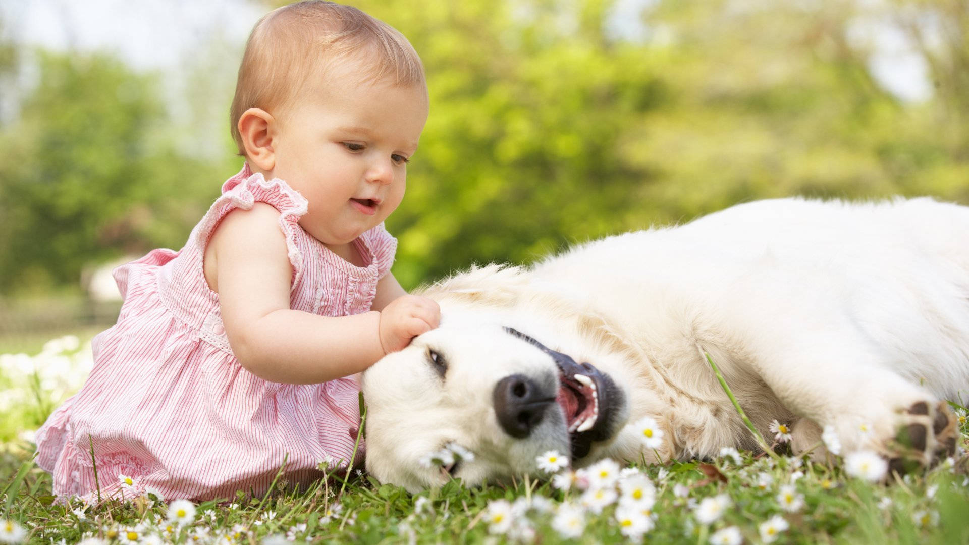 Dog And Girl 桌布 壁紙 — 一個穿著粉紅色連衣裙的嬰兒輕輕觸摸一隻快樂的白狗，牠躺在長滿雛菊的草地上。