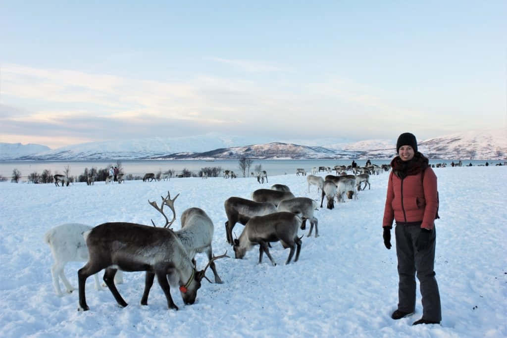 馴鹿 桌布 壁紙 — 一個穿著紅色外套的人微笑地站在廣闊雪地上，旁邊有馴鹿在吃草，遠方有山脈和結冰的湖泊，天空呈現柔和的暮色。