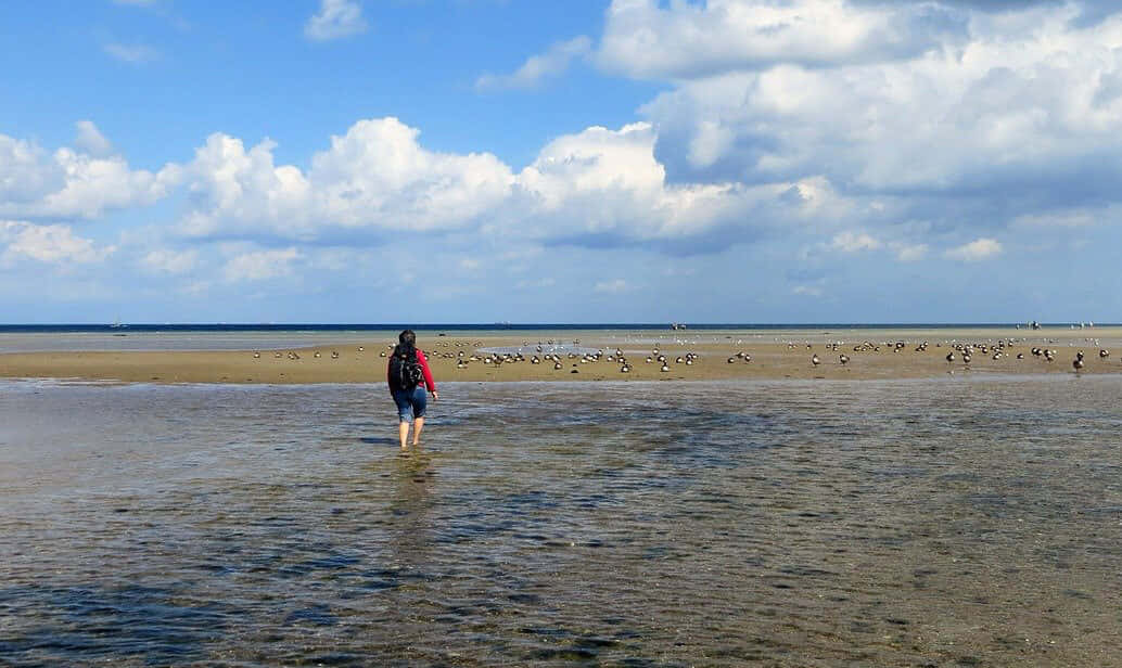 Beach Walk 桌布 壁紙 — 一個穿著紅色夾克的人在一片廣闊的潮灘上的淺水中行走，頭頂是明亮的藍天和蓬鬆的白雲。