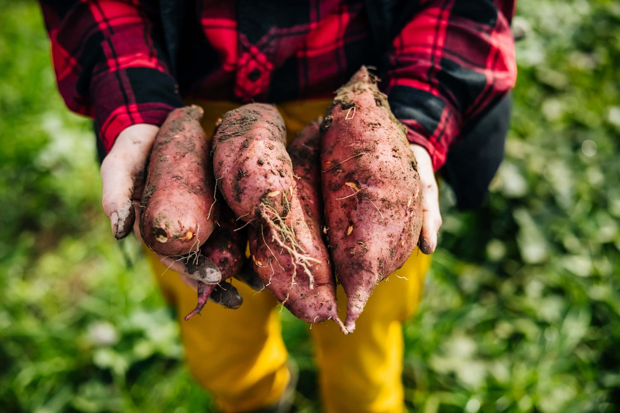Yellow Sweet Potato 桌布 壁紙 — 一個穿著紅色格紋襯衫和黃色褲子的人，拿著剛收成的番薯，上面還沾著泥土和根，背景是模糊的綠色田野。