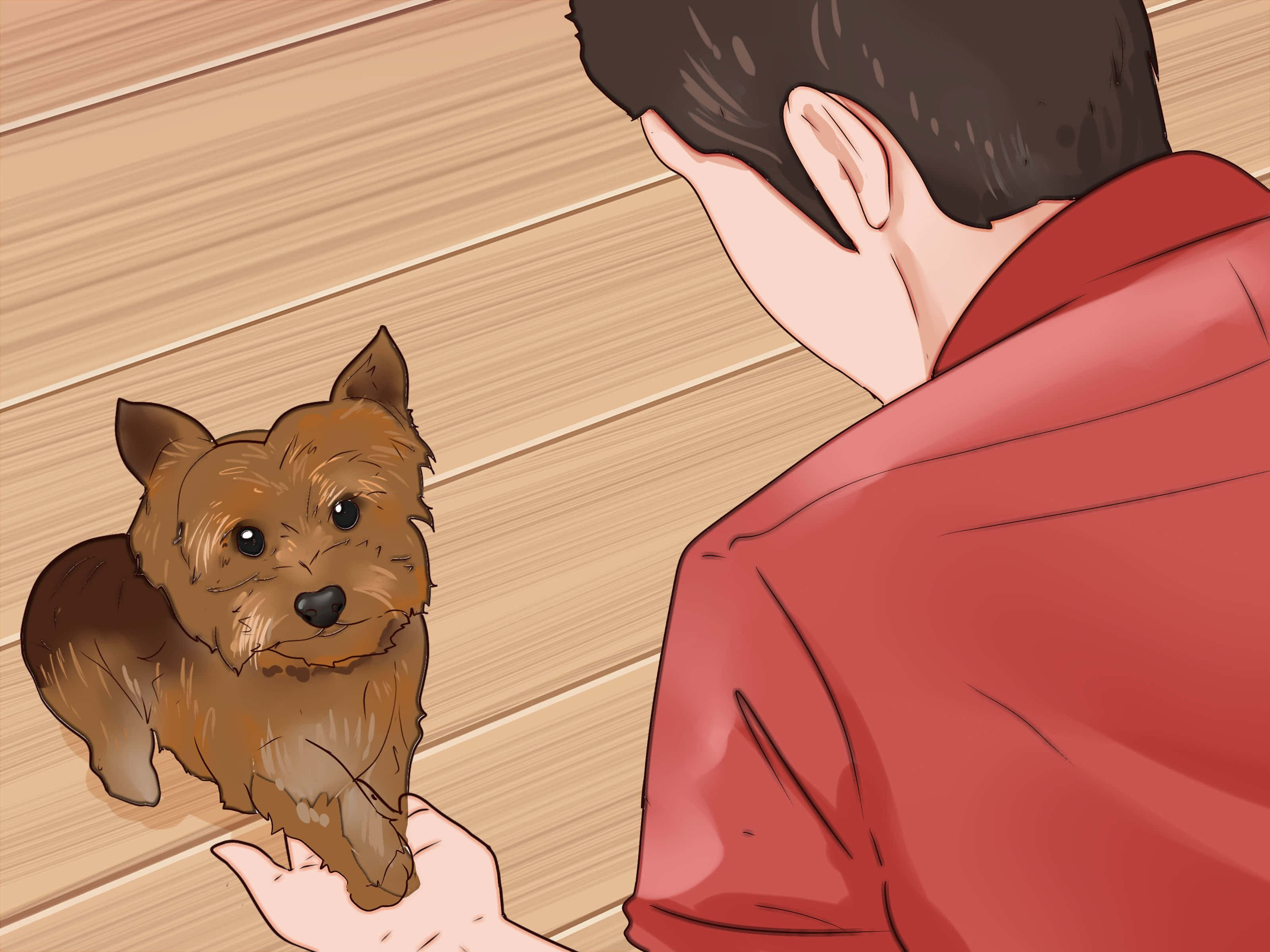 Teacup Yorkie 桌布 壁紙 — 一個穿著紅色襯衫的人從後面輕輕撫摸木地板上的一隻小型棕色㹴犬。