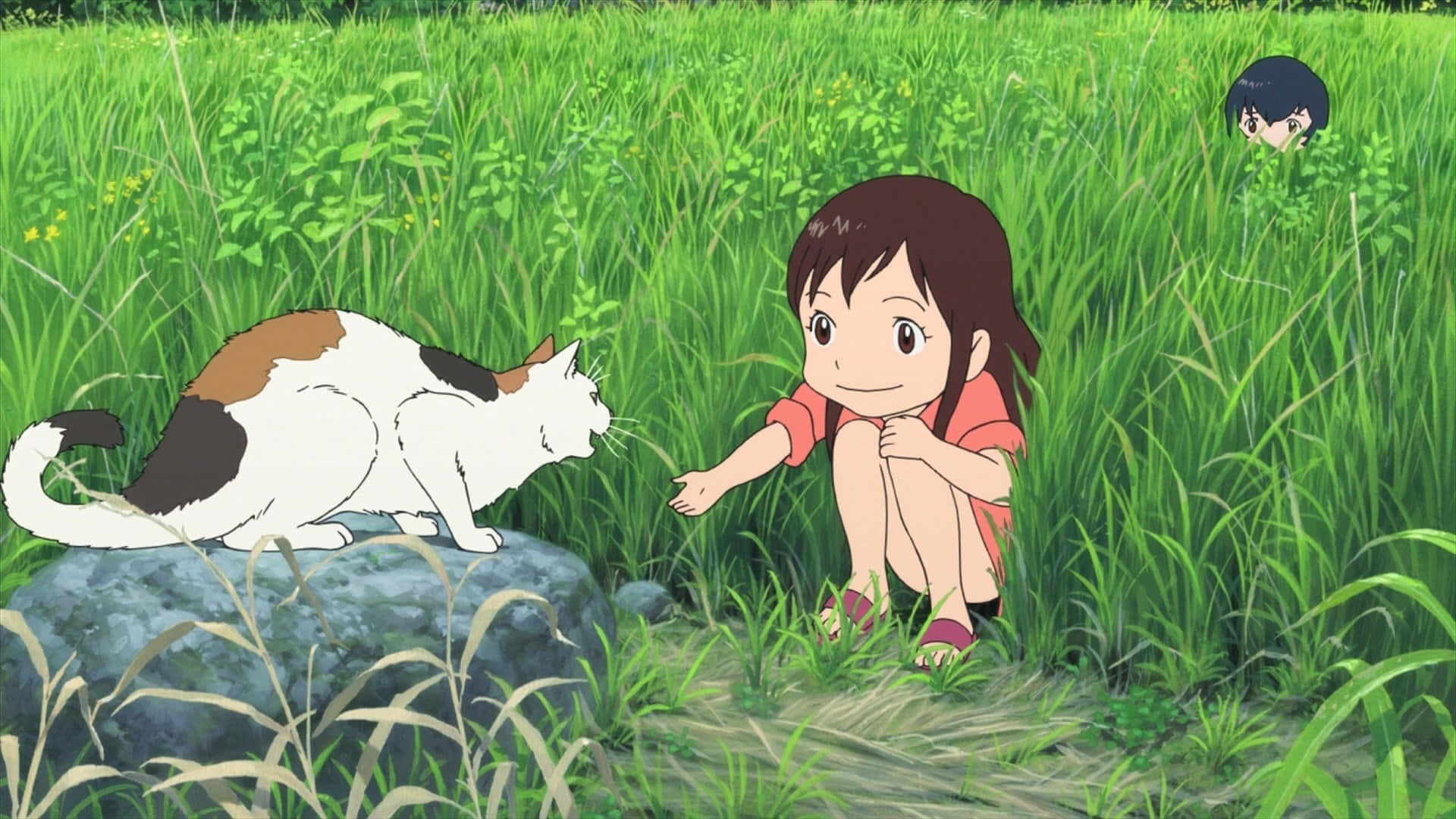Wolf Children 桌布 壁紙 — 一個穿著紅色襯衫的小女孩蹲在高高的綠色草叢中，伸手去夠一隻坐在岩石上、帶有棕色斑點的白貓。
