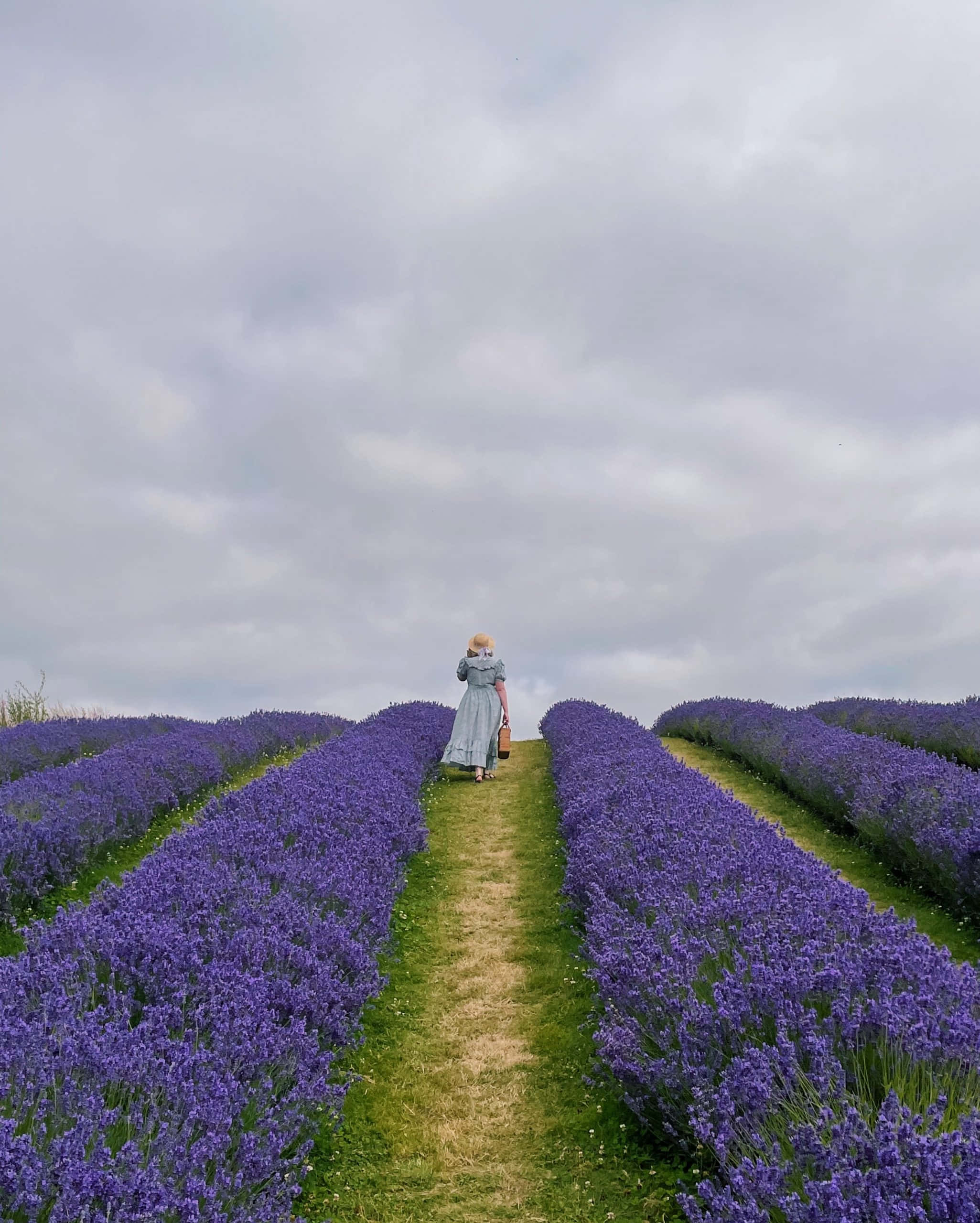 Lavender Field 桌布 壁紙 — 一個穿著長裙的孤獨身影，在陰天之下，沿著一排排充滿活力的紫色薰衣草之間的草地小徑行走。