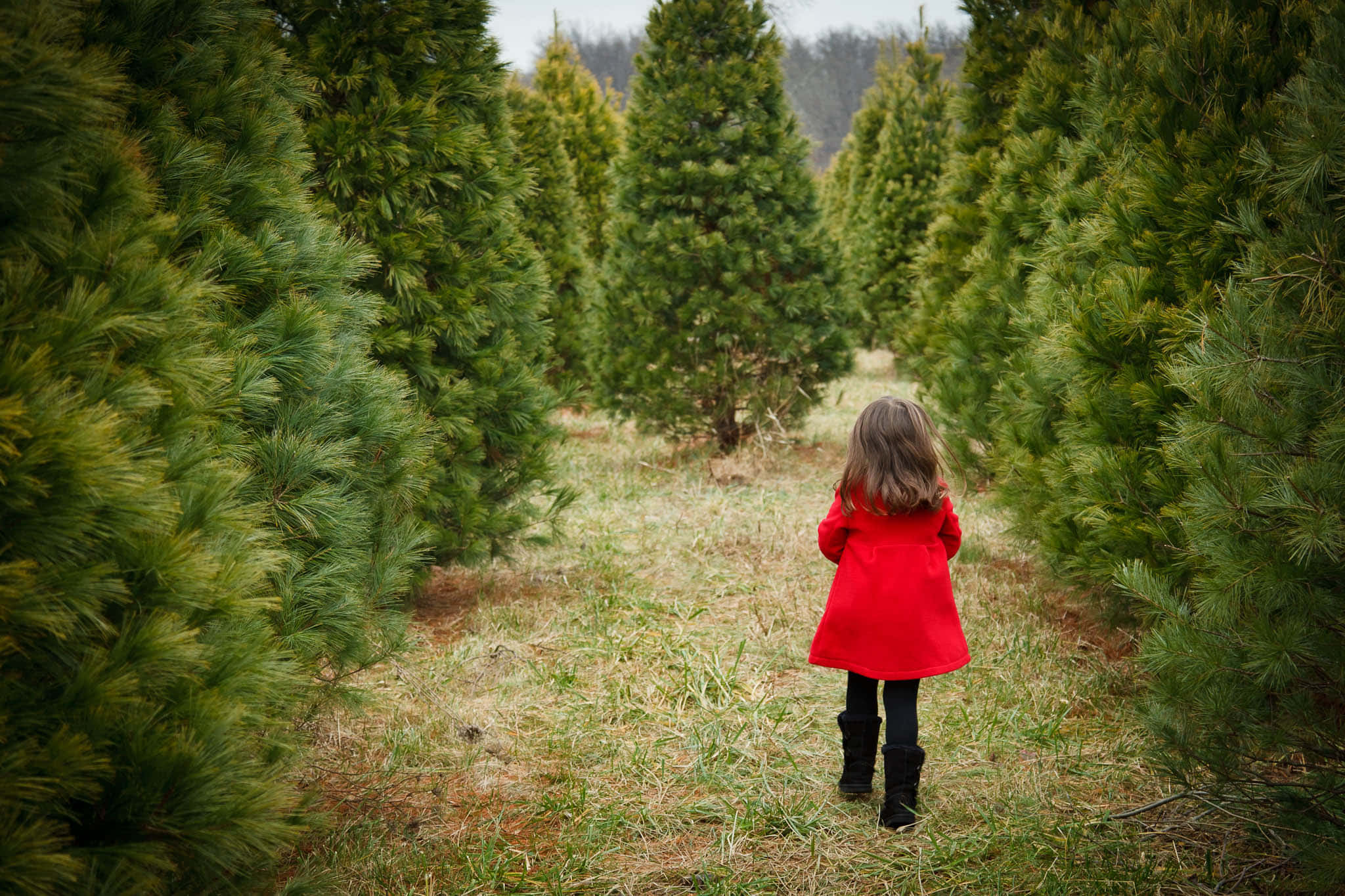 聖誕樹動畫 桌布 壁紙 — 一個穿著鮮紅色外套的小孩在聖誕樹農場的高大常青樹行之間的草地上行走。