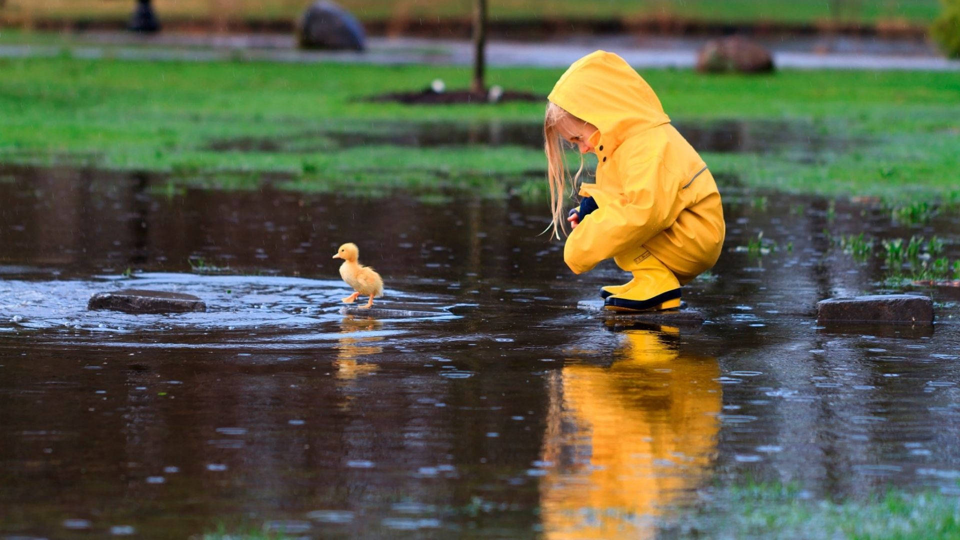 Baby Duck 桌布 壁紙 — 一個穿著鮮黃色雨衣的小孩蹲下來觀察一隻在雨水積聚的水坑中涉水的小鴨子。