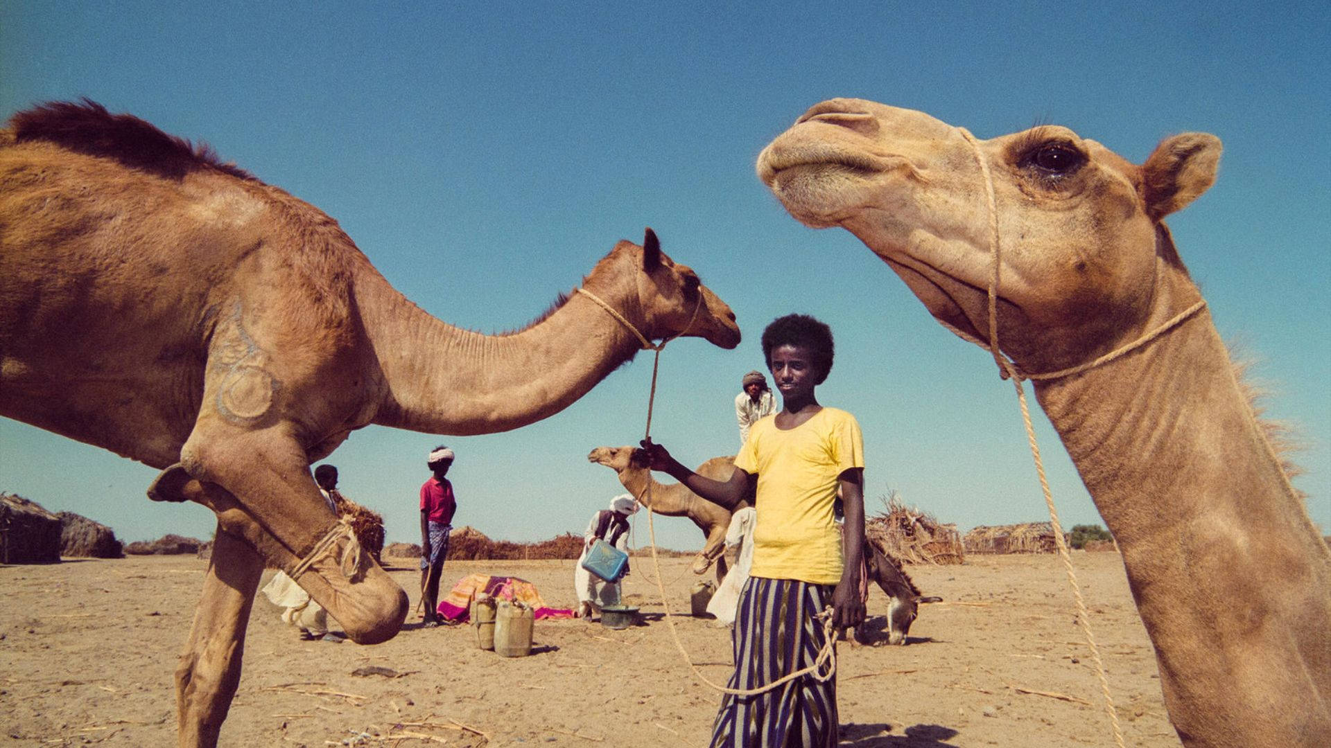 Eritrea 桌布 壁紙 — 一個穿著黃色襯衫的小孩站在兩隻駱駝之間，背景是陽光明媚的沙漠，有人群和貨物。