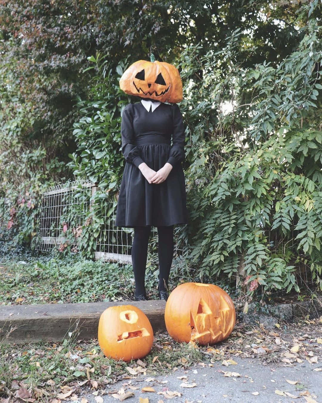 Halloween Pumpkin 桌布 壁紙 — 一個穿著黑色連衣裙的人站在戶外，頭部是一個雕刻的南瓜，腳邊還有兩個南瓜。