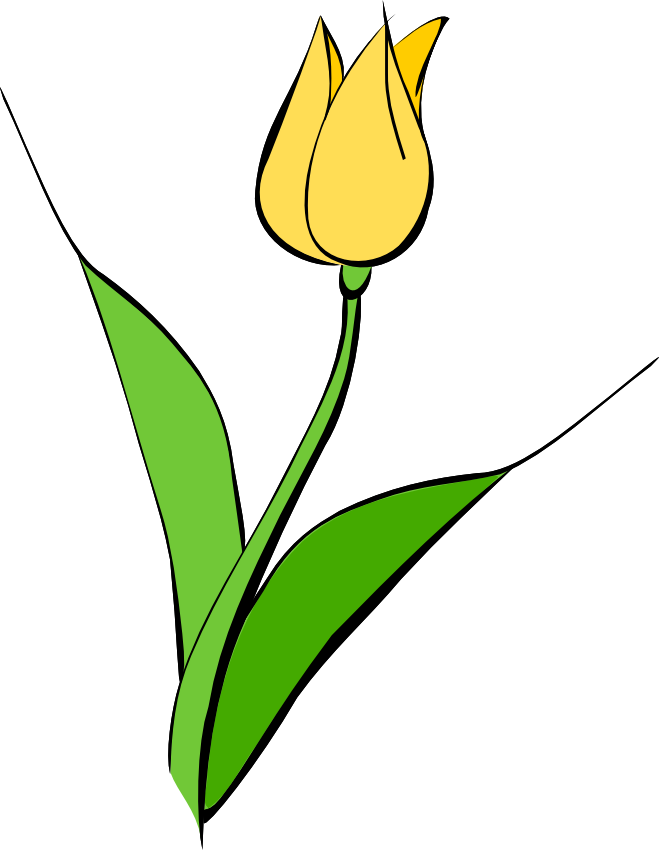 鬱金香 桌布 壁紙 — 一個簡單的黃色鬱金香花蕾，帶有綠色葉子和粗黑色輪廓，立在純白色背景上。