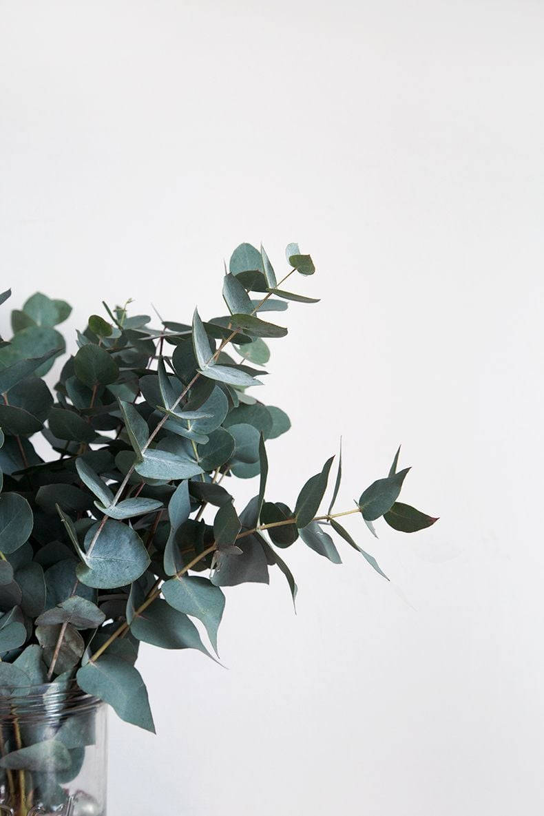 Plant Aesthetic 桌布 壁紙 — 一個簡約的佈置，將新鮮的尤加利樹枝放在透明玻璃花瓶裡，襯托著純白色的牆壁。