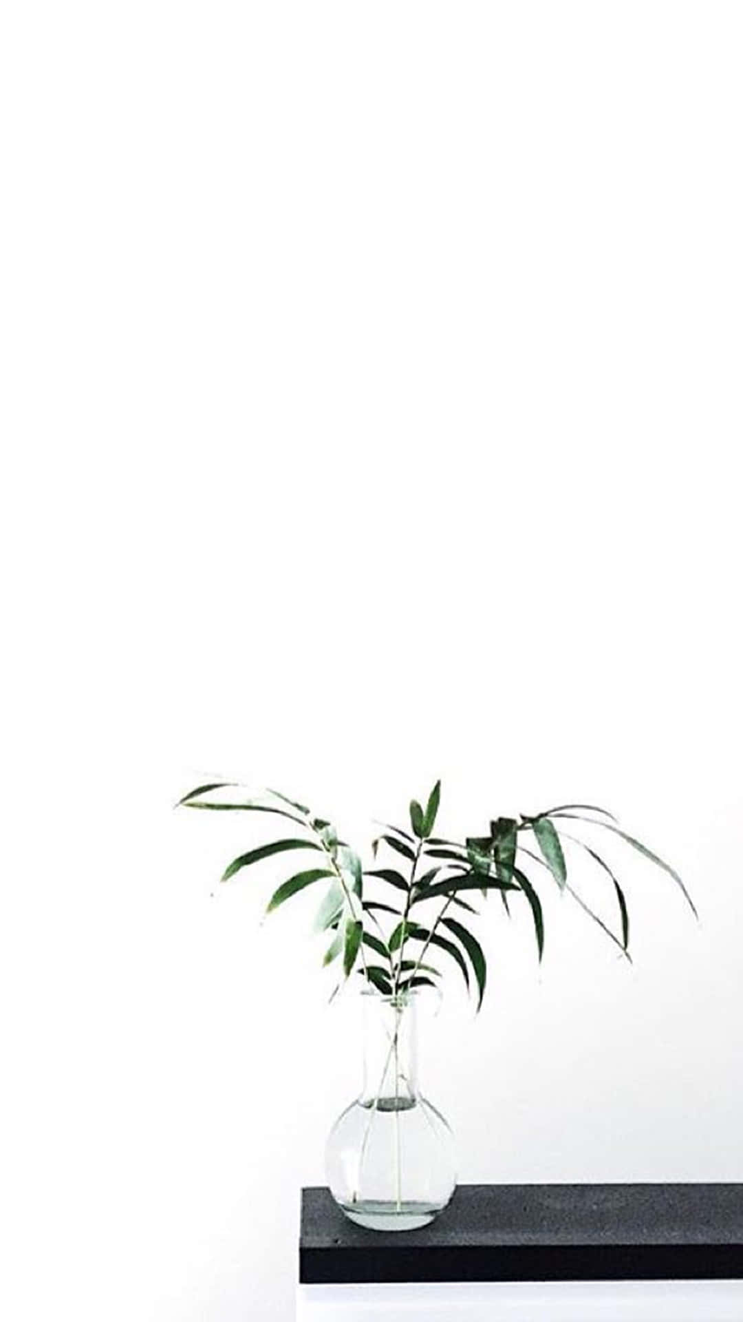 美學白 桌布 壁紙 — 一個簡約的透明玻璃花瓶，插著綠色葉子，放在黑色層架上，背景是純白牆壁。