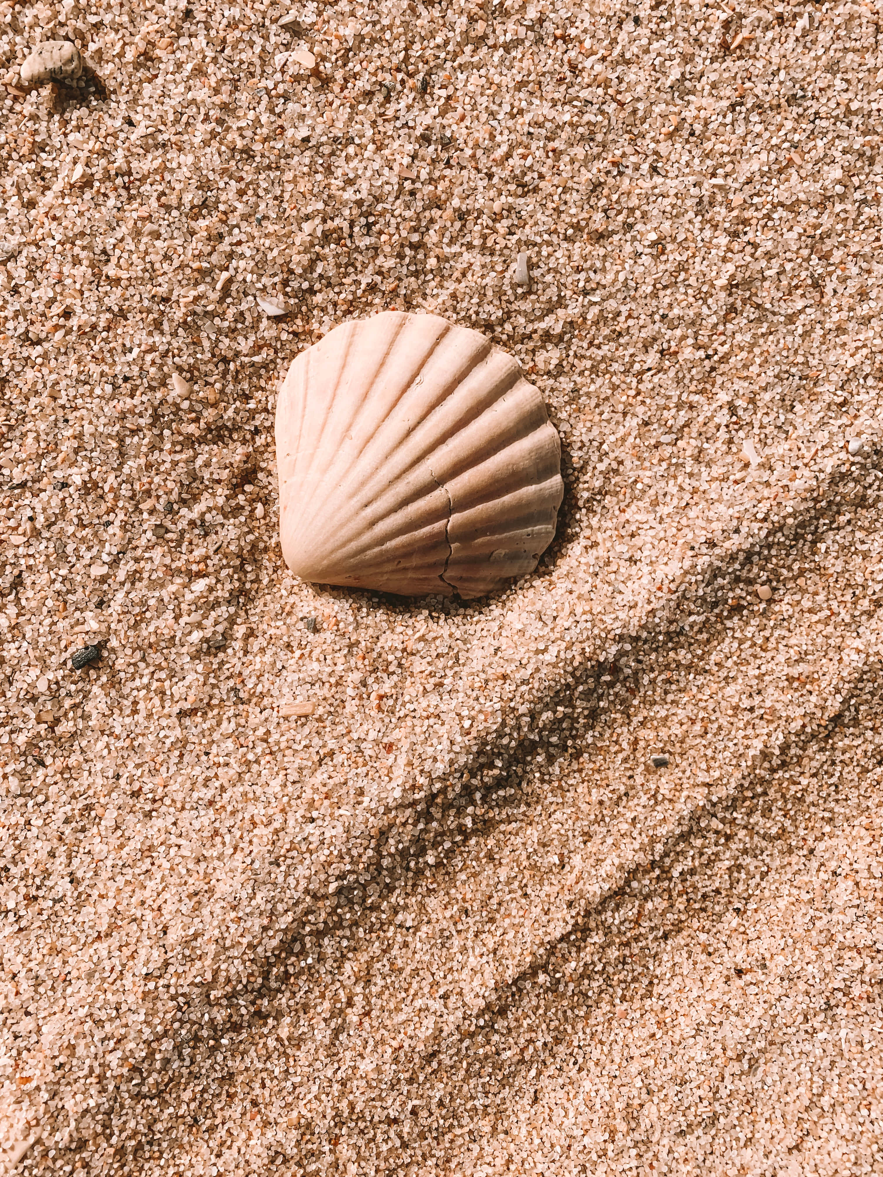sand 桌布 壁紙 — 一個米色扇貝殼放在有紋理的沙子上，對角線陰影橫跨沙粒。