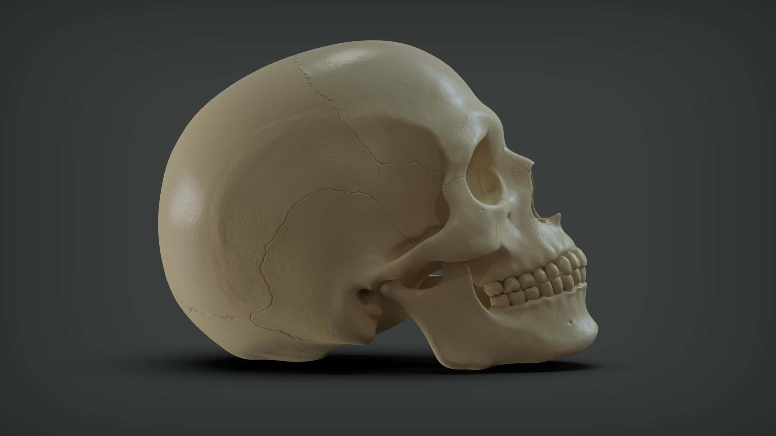 3d Skull 桌布 壁紙 — 一個米色調的詳細3D渲染人類頭骨，以側面輪廓顯示在深灰色背景上。