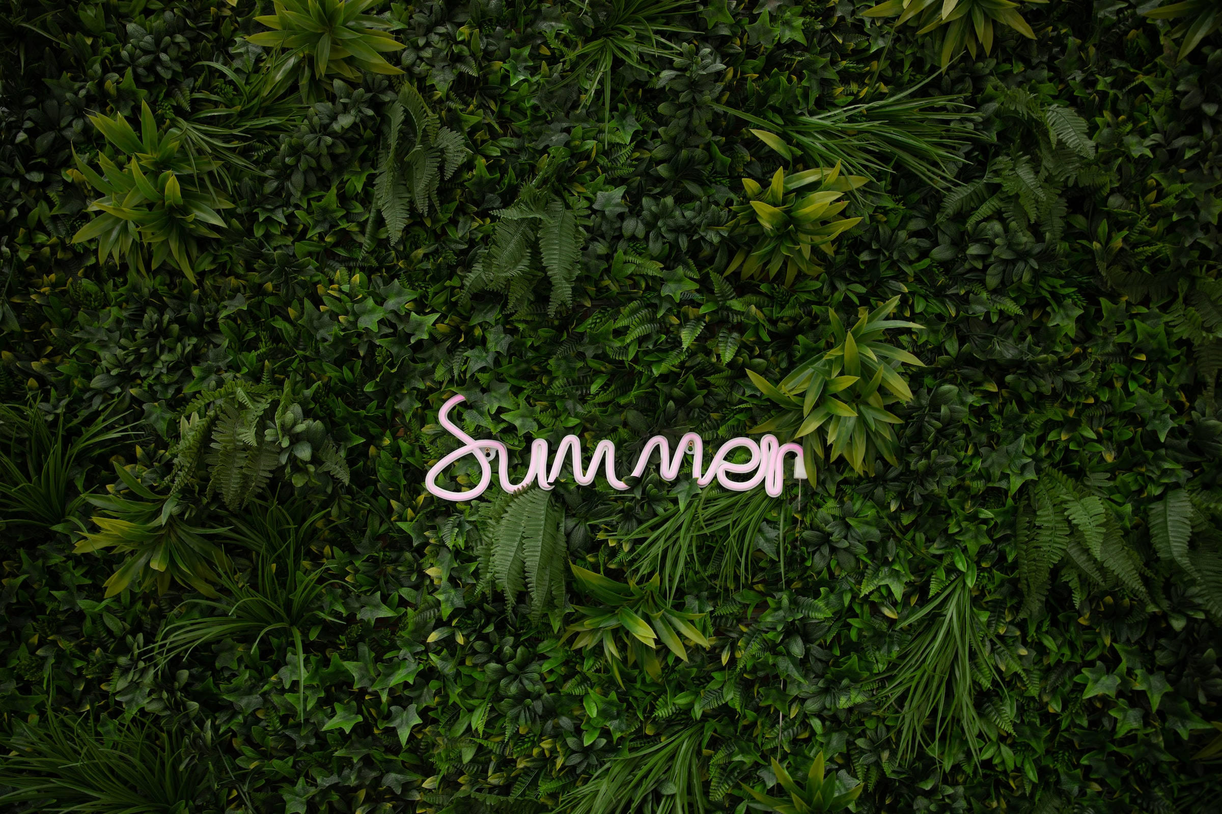 Green Leaves 桌布 壁紙 — 一個粉紅色草書 'Summer' 標誌在由蕨類植物和熱帶葉片組成的茂密綠色植物牆上發光。