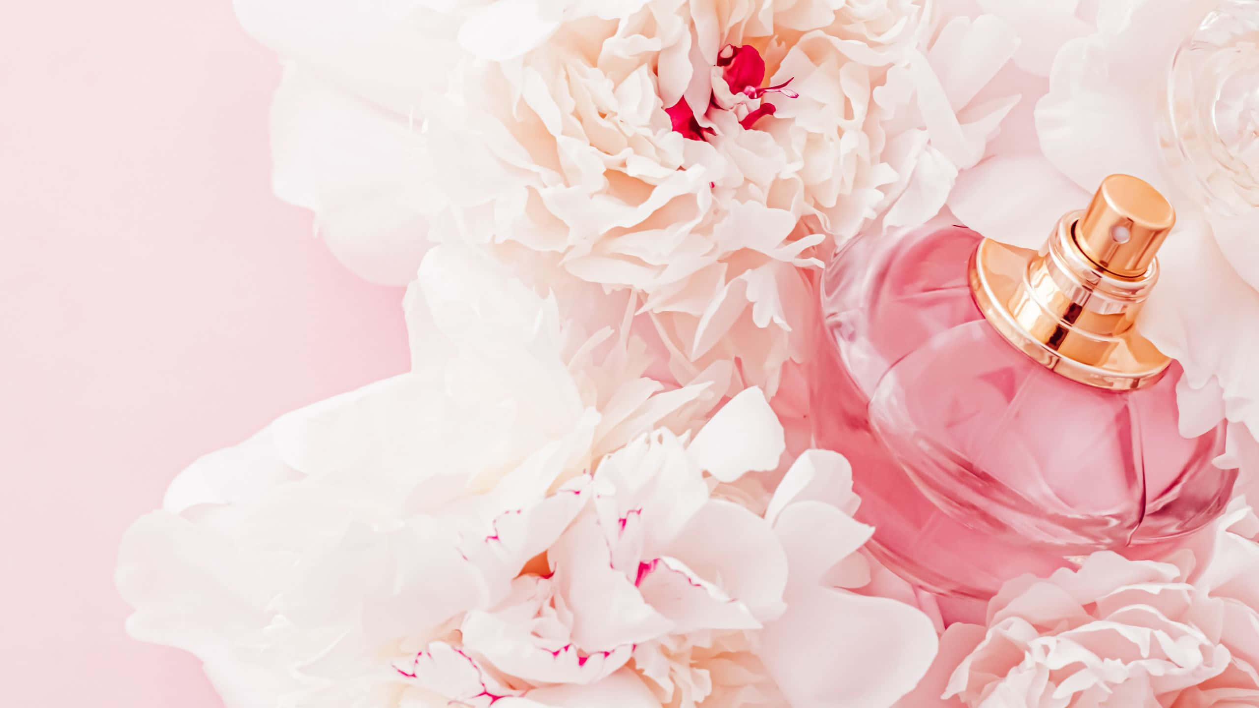 girly pink aesthetic 桌布 壁紙 — 一個粉紅色香水瓶，依偎在柔軟的白色牡丹花叢中，花朵帶有精緻的紅色花心，背景為粉彩粉紅色。