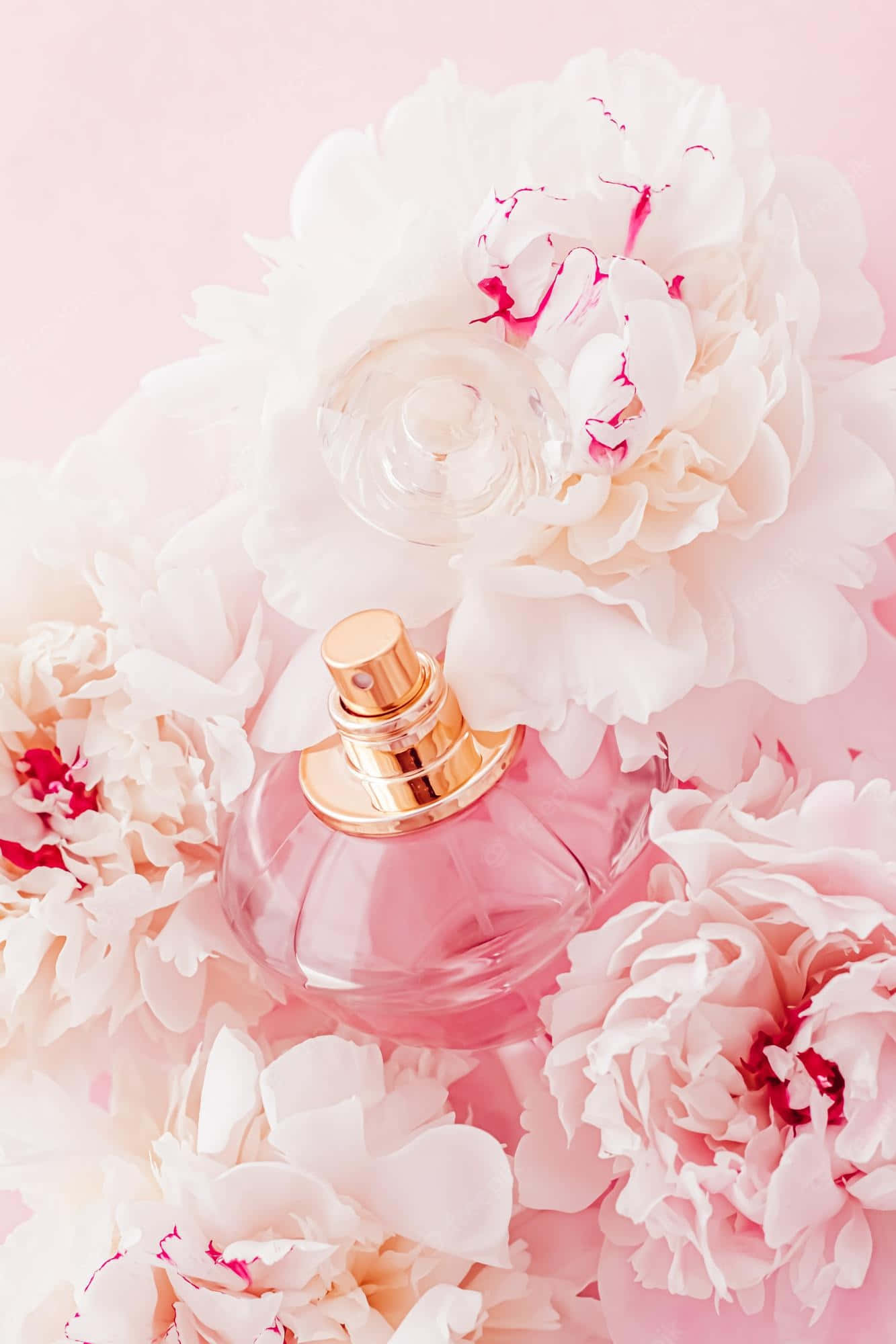 Floral Fragrance 桌布 壁紙 — 一個粉紅色香水瓶依偎在柔軟的白色和粉紅色牡丹之間，背景為粉彩粉紅色。