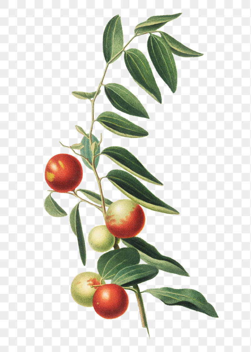 Fruits 桌布 壁紙 — 一個精緻的植物插圖，描繪了一根帶有綠葉和紅色及綠色棗子的樹枝。