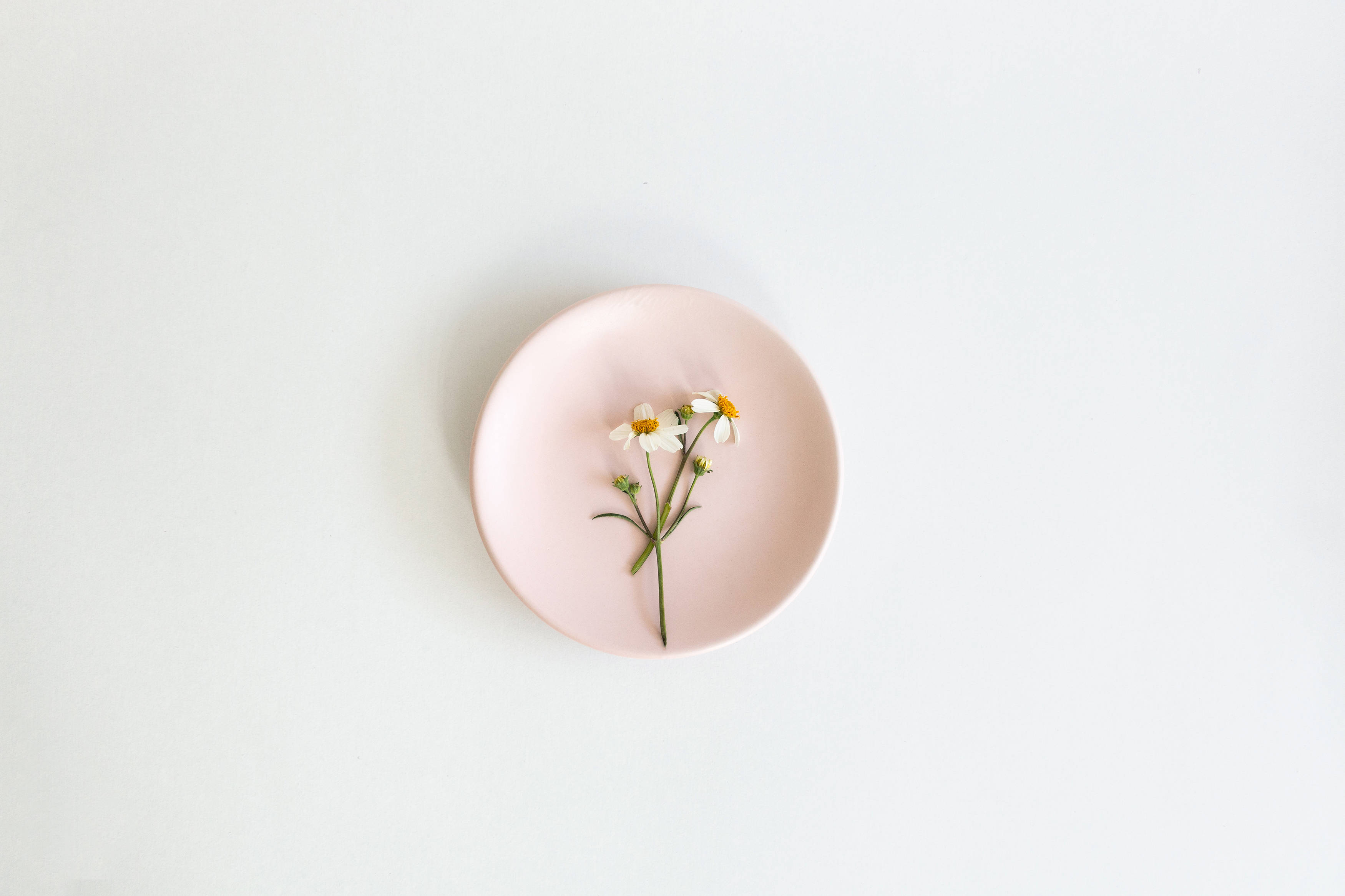 girly pink aesthetic 桌布 壁紙 — 一個精緻的粉紅色盤子上放著一小束白色雛菊，花心黃色，襯托在簡約的白色背景上。