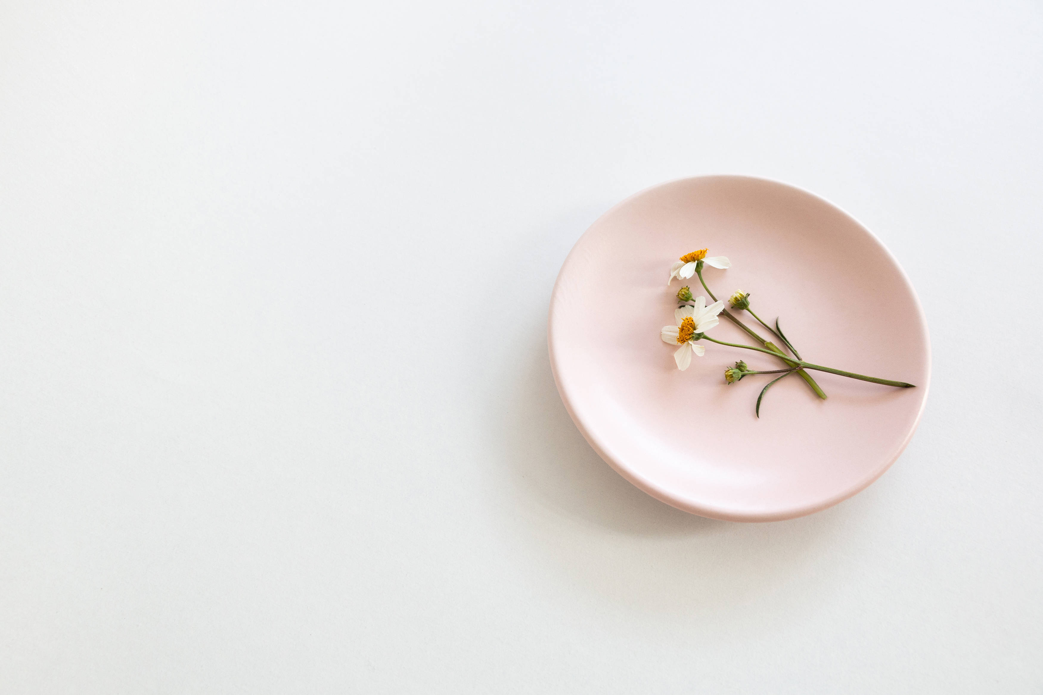 girly pink aesthetic 桌布 壁紙 — 一個精緻的粉紅色陶瓷盤上，放著一小簇白色雛菊，花心黃色，襯托在簡約的白色背景上。