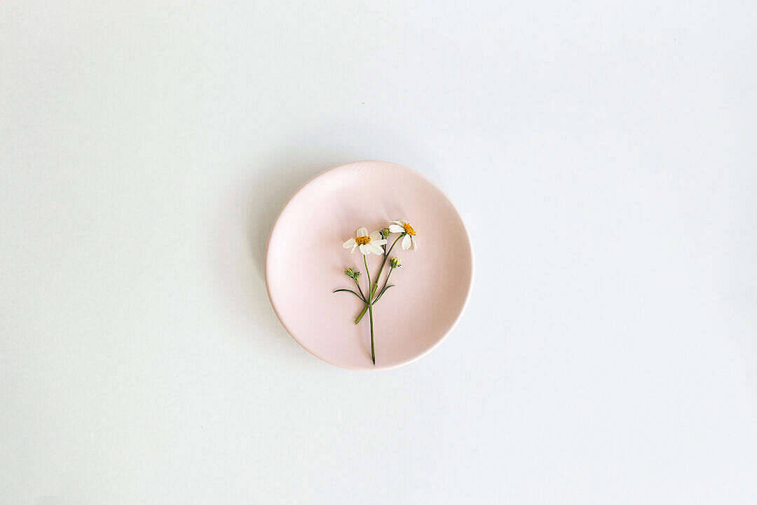 Pastel Pink Aesthetic 桌布 壁紙 — 一個精緻的粉紅色陶瓷碟上放著一小枝白色雛菊，襯托在簡約的白色背景上。