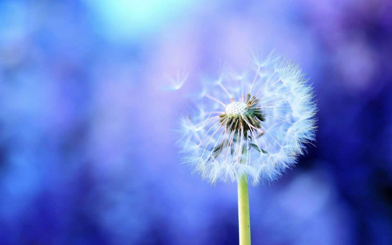 Dandelion 桌布 壁紙 — 一個精緻的蒲公英種子頭在夢幻般的藍色模糊背景下柔和地發光。