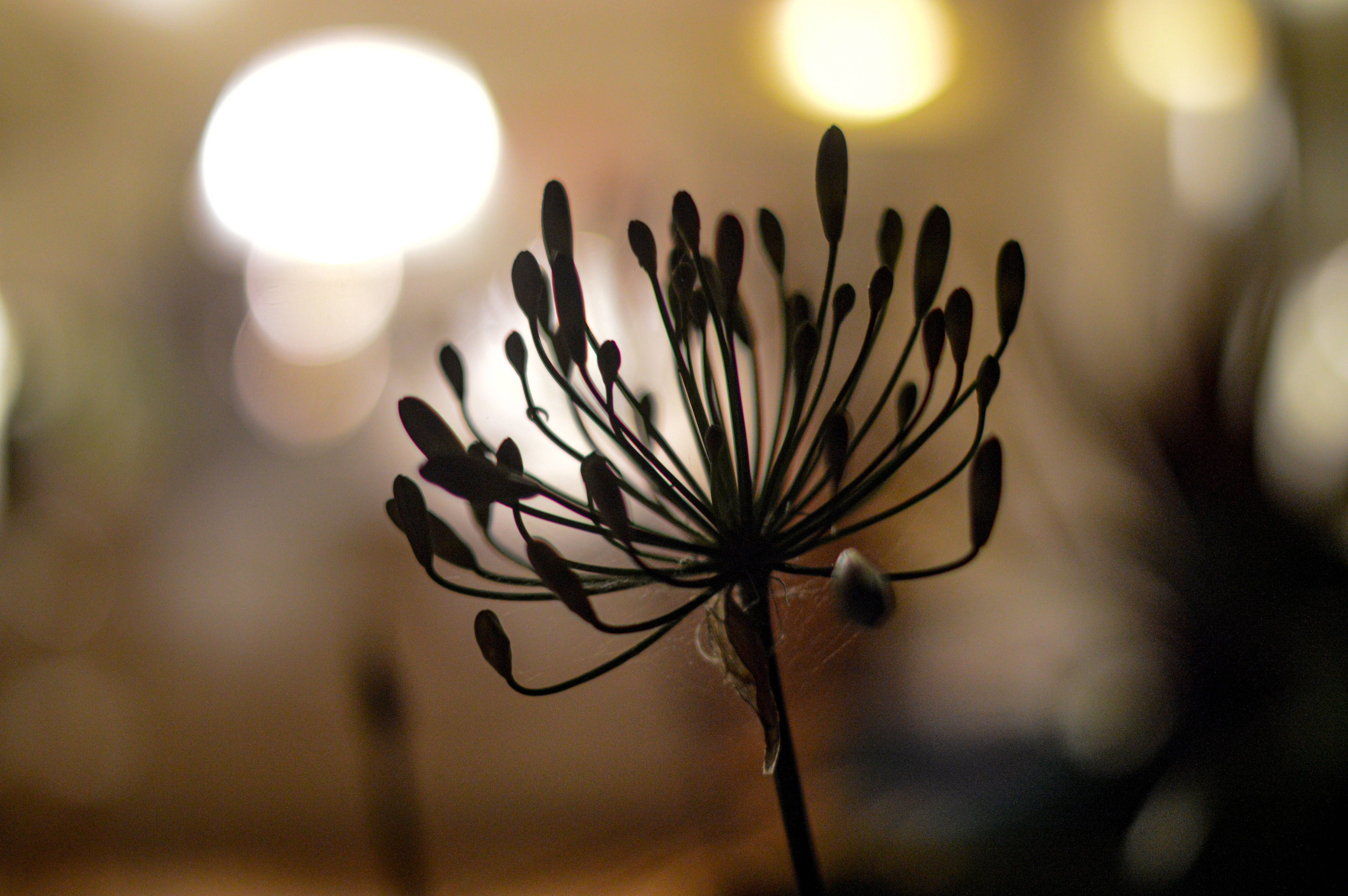 Bokeh 桌布 壁紙 — 一個精緻的蔥屬花頭剪影在溫暖散景背景的發光燈光下清晰對焦。