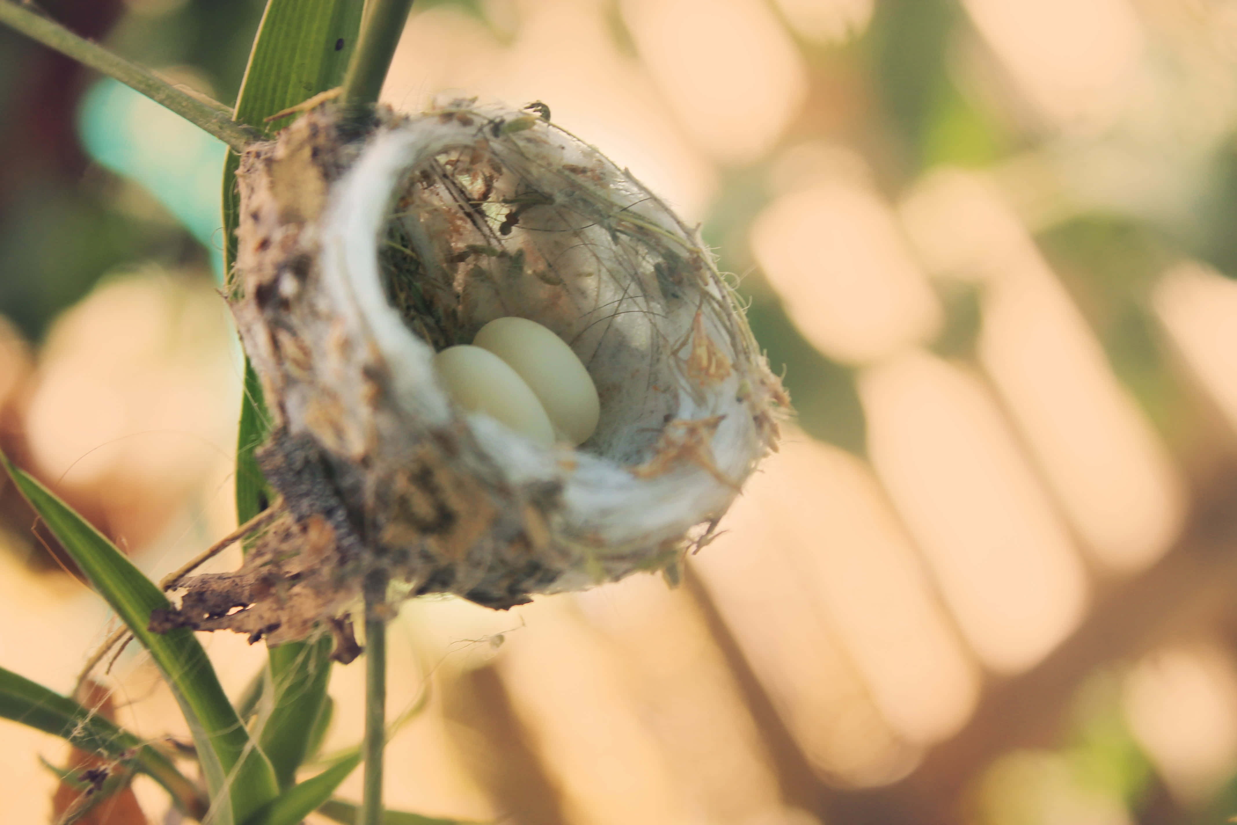 Hummingbird Nest 桌布 壁紙 — 一個精緻的蜂鳥巢中，三顆細小的白色鳥蛋安臥在柔軟纖維和綠葉之間。