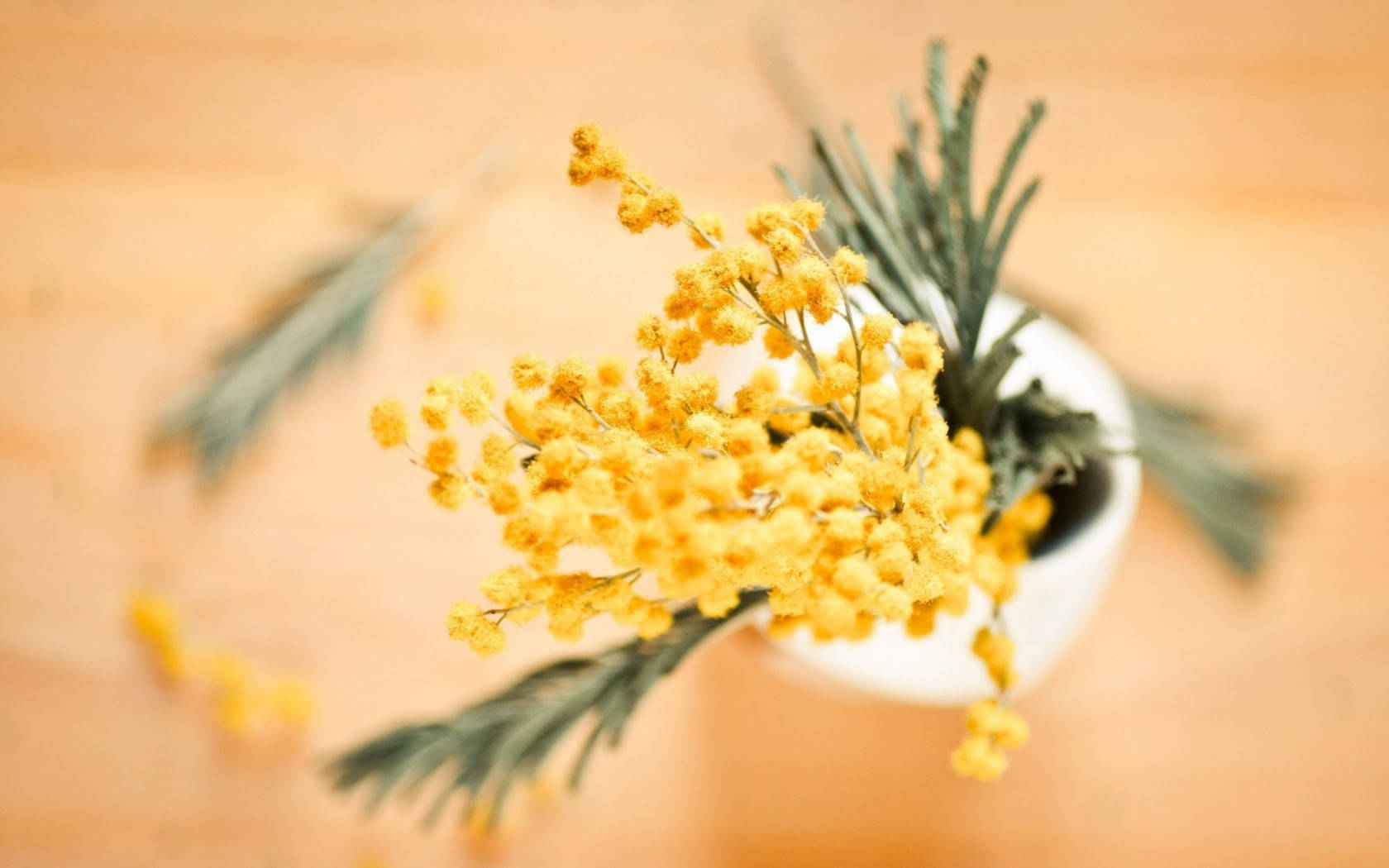 mimosa 桌布 壁紙 — 一個精緻的黃色含羞草花束和綠色葉子，放在白色花瓶裡，置於溫暖的木質表面上。
