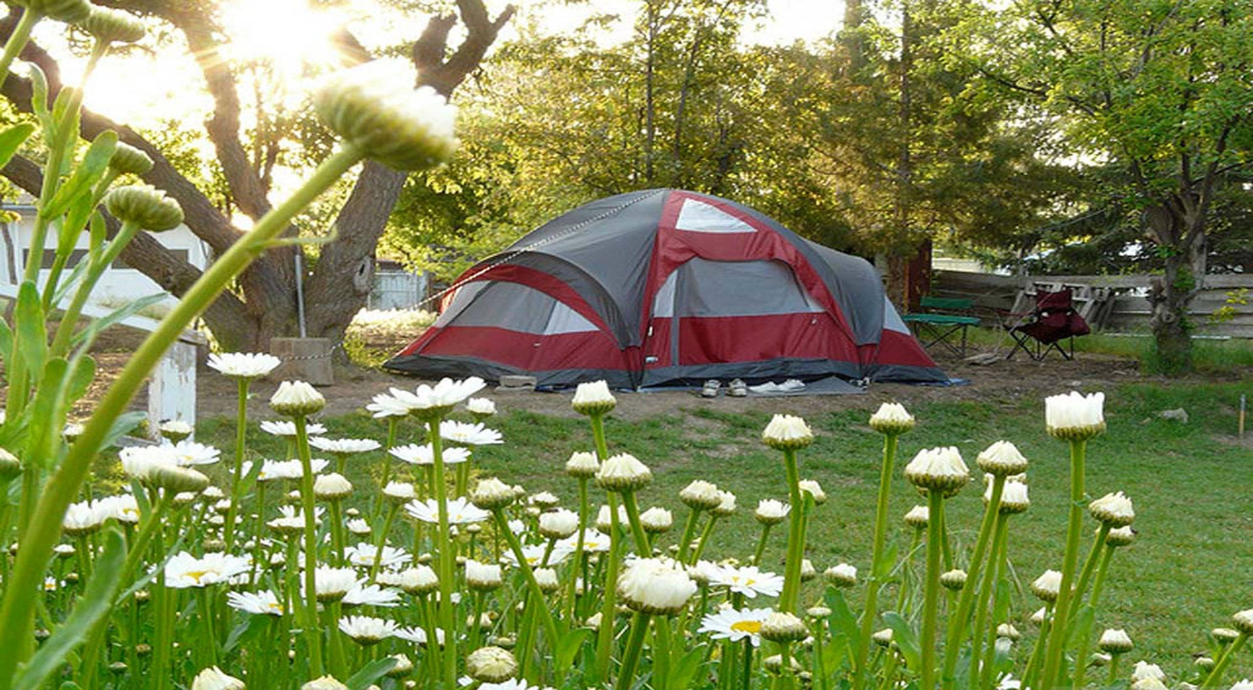 Camping 桌布 壁紙 — 一個紅灰色露營帳篷坐落於陽光普照的後院，周圍環繞著盛開的白色雛菊和枝葉茂密的樹木。
