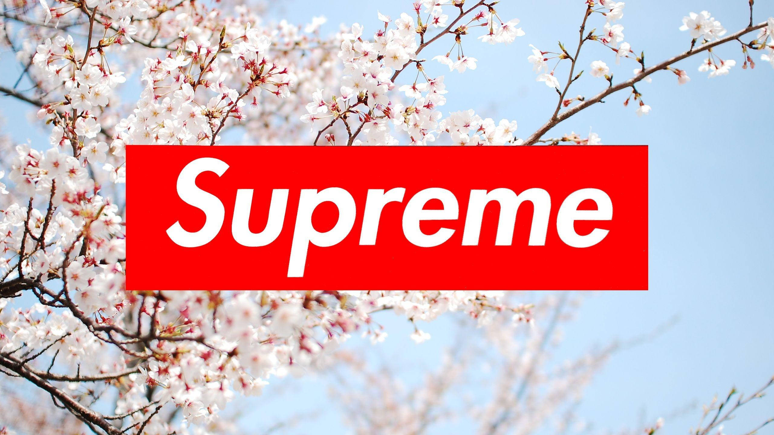 櫻花 桌布 壁紙 — 一個紅色Supreme標誌覆蓋在盛開的櫻花上，背景是清澈的藍天。