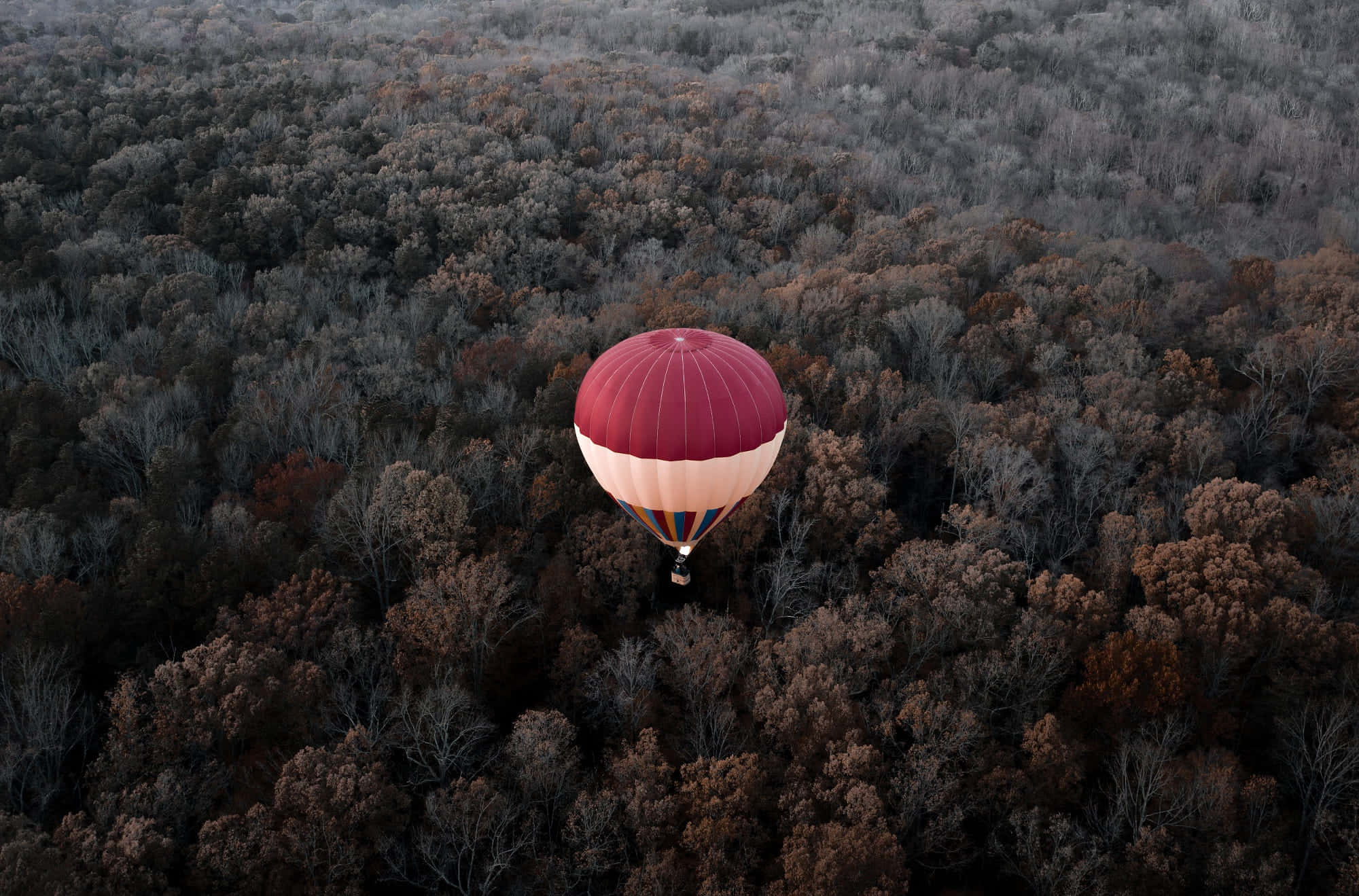 Hot Air Balloon 桌布 壁紙 — 一個紅色和奶油色的熱氣球在廣闊的冬季落葉森林上空寧靜地漂浮。