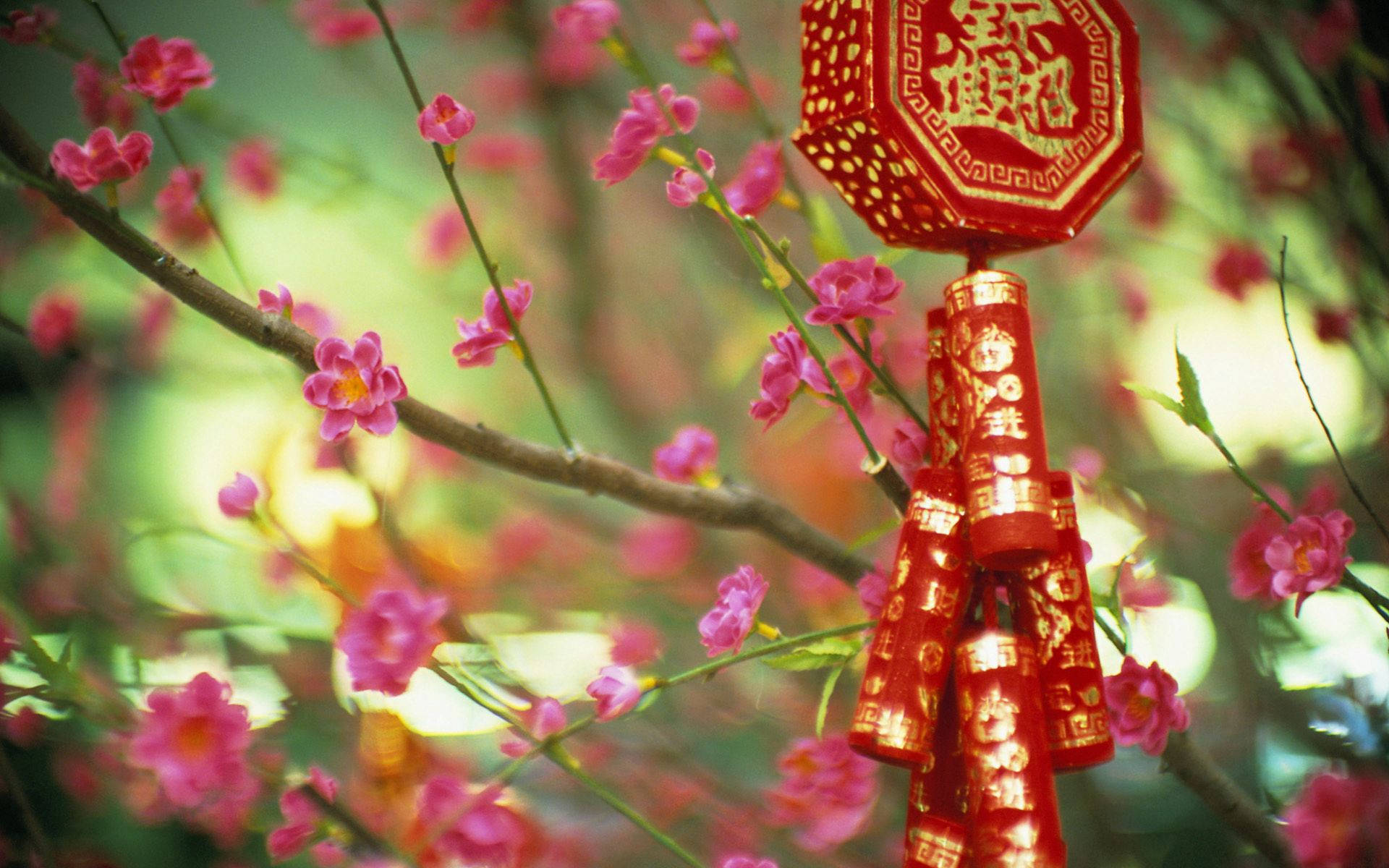 中國 桌布 壁紙 — 一個紅色燈籠和鞭炮掛在粉紅色花朵的樹枝上，背景是柔和的綠色。
