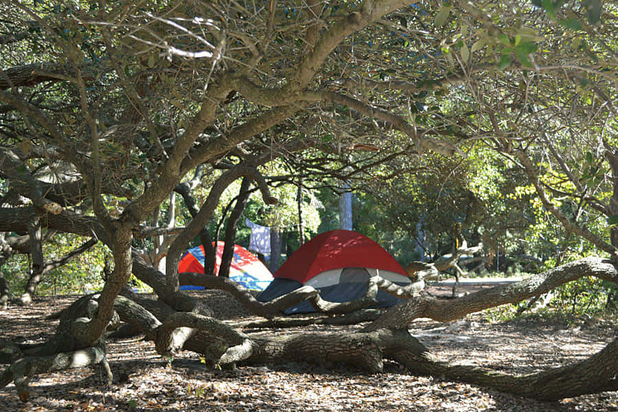 Fall Camping 桌布 壁紙 — 一個紅藍相間的露營帳篷，安放在陽光斑駁的森林空地中，被扭曲的樹木樹冠所籠罩。