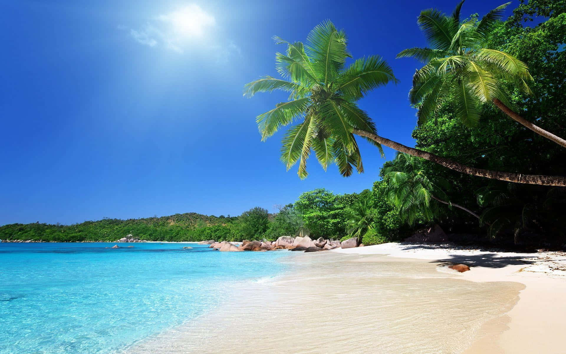 Beach Desktop 桌布 壁紙 — 一個純淨的熱帶海灘，擁有碧綠的海水、白色的沙灘和茂密的棕櫚樹，在明亮的藍天下。